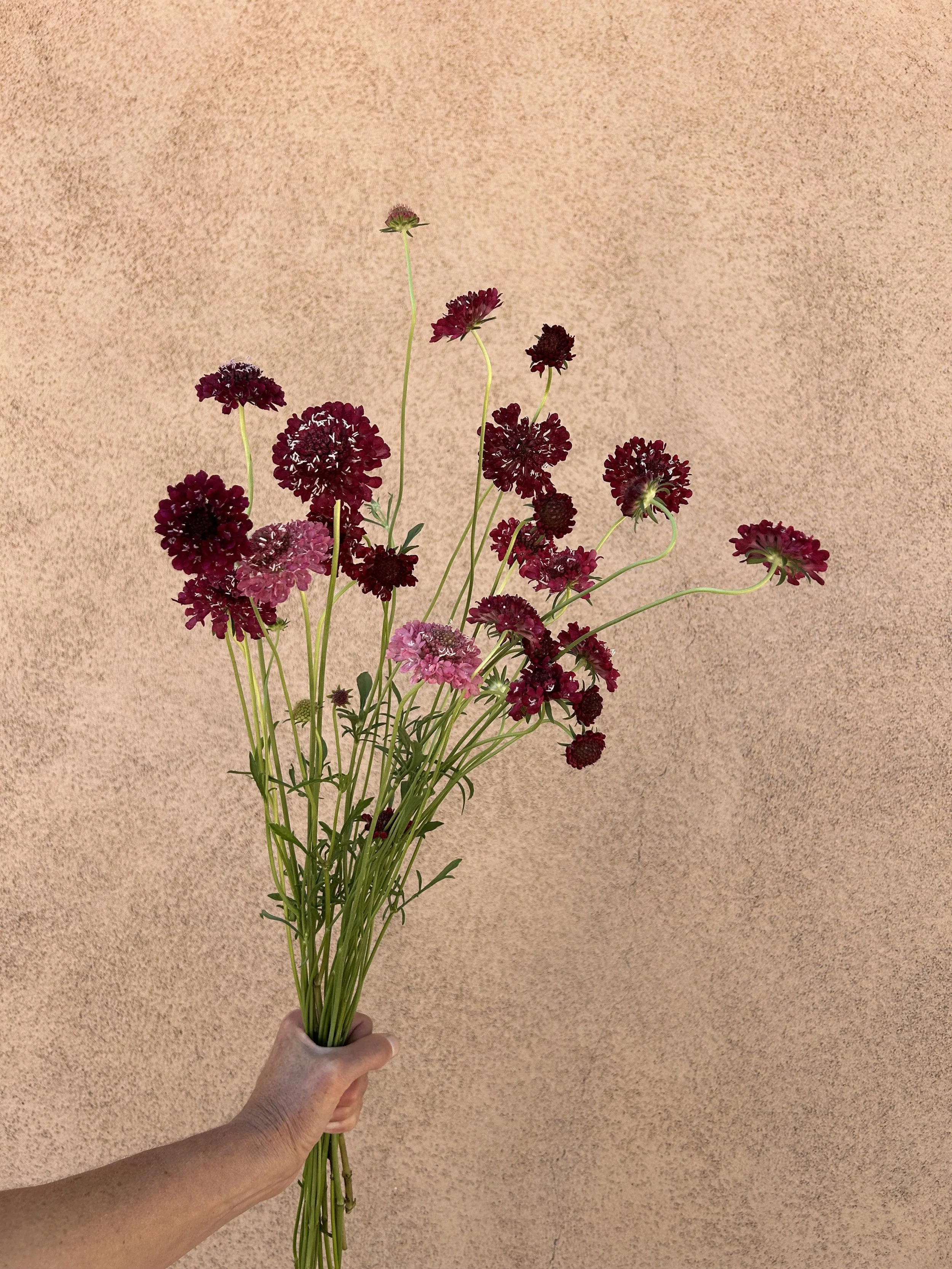 Scabiosa - Berry Mix