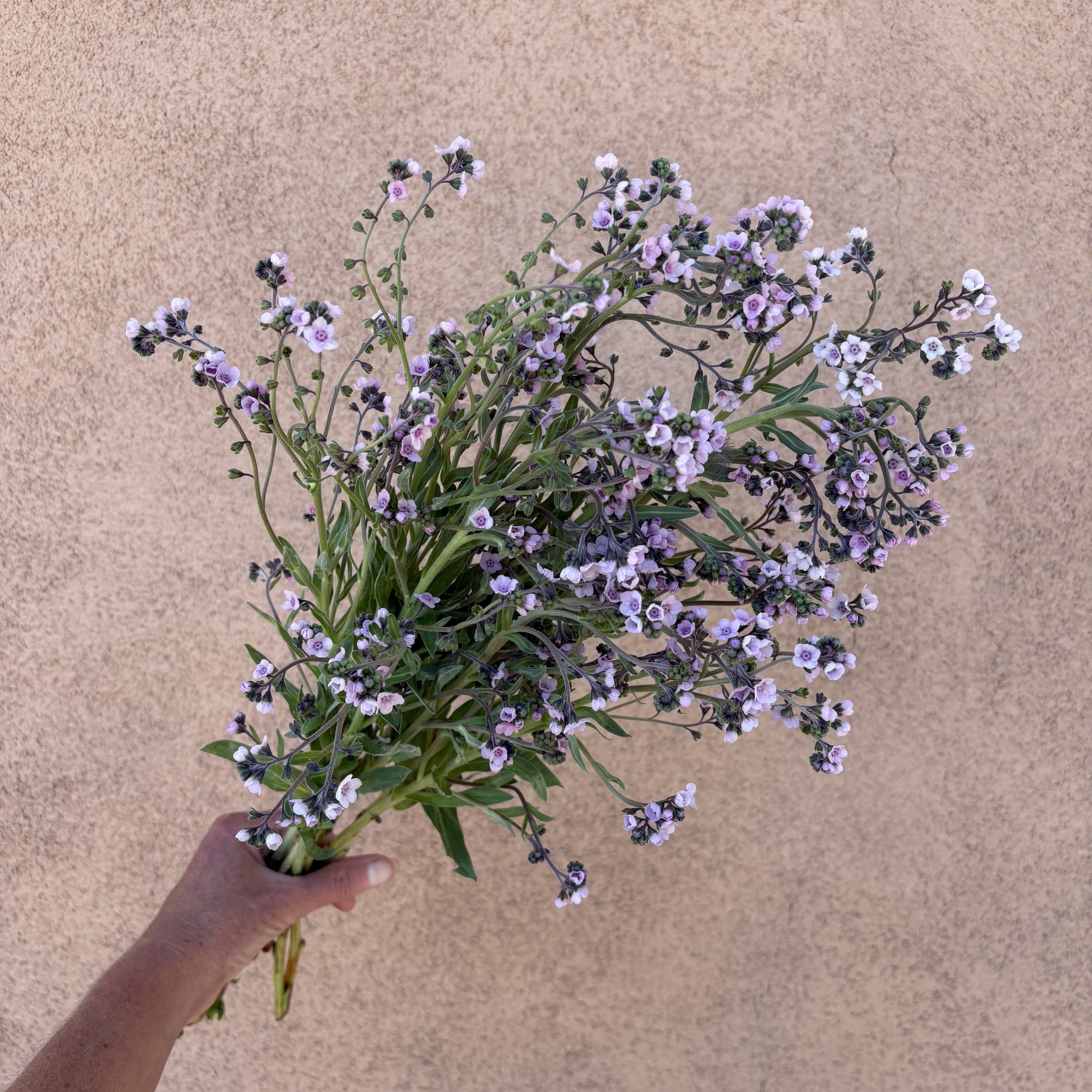 Forget-Me-Not - Mystery Rose