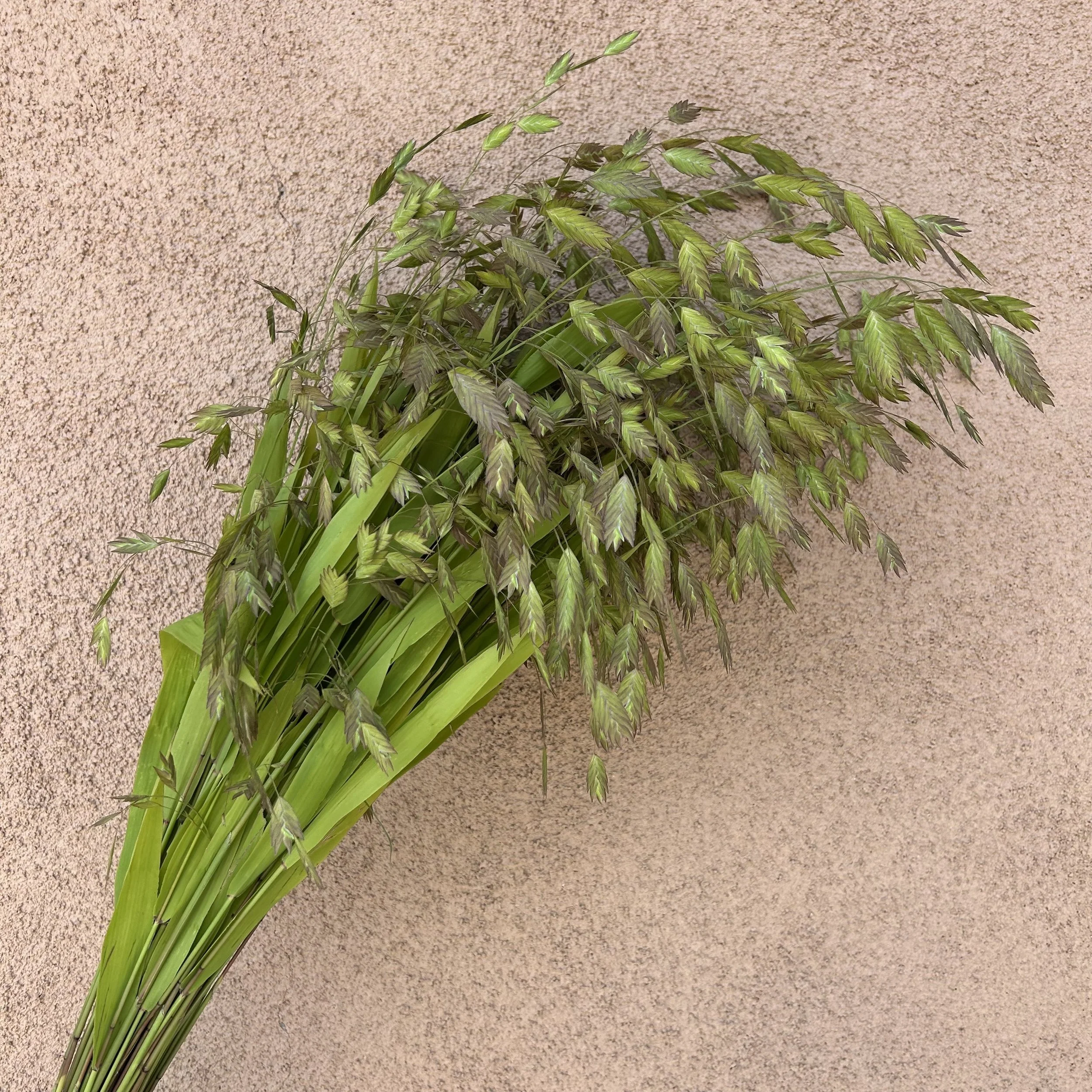 Grass - Sea Oats