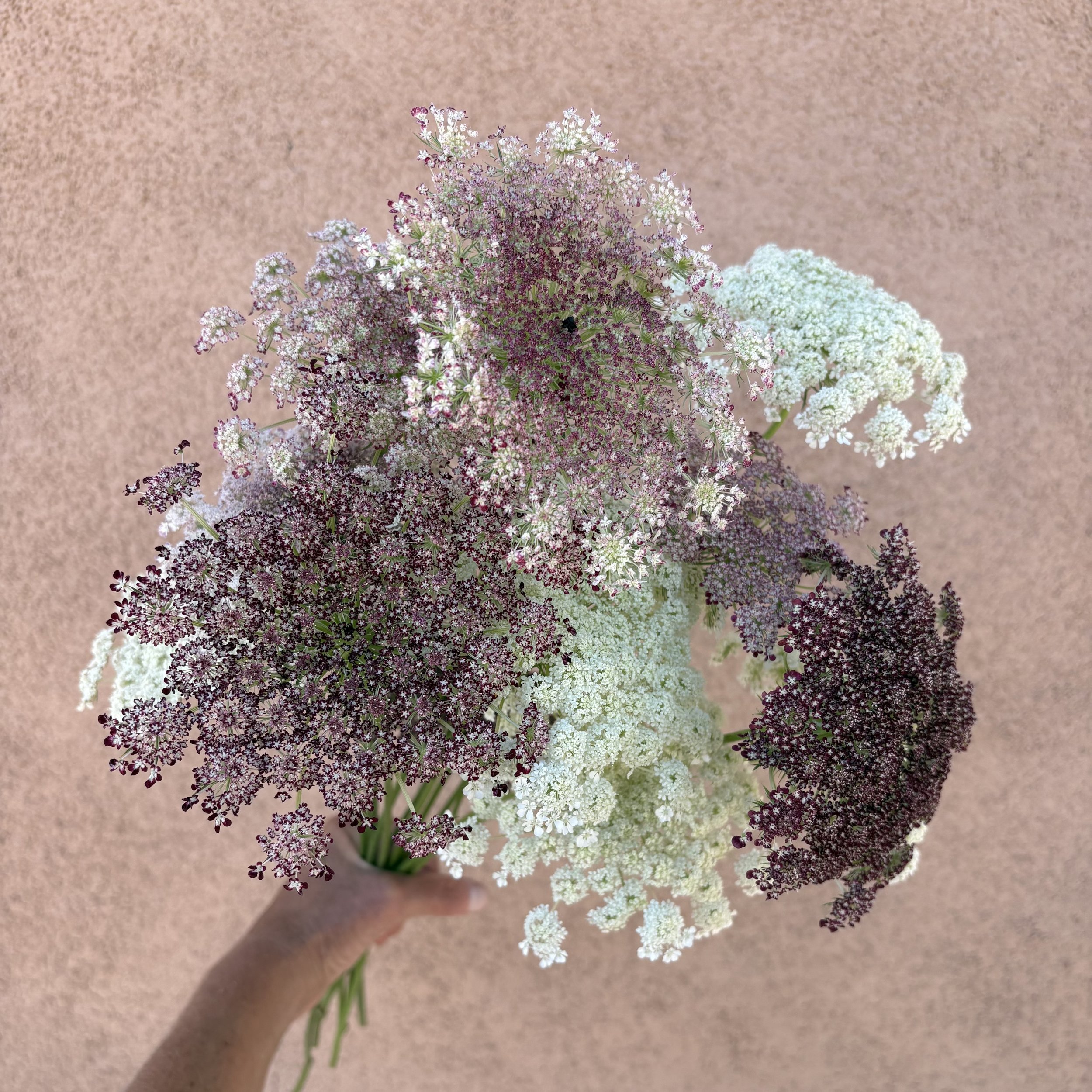 Ammi - Chocolate Lace Flower