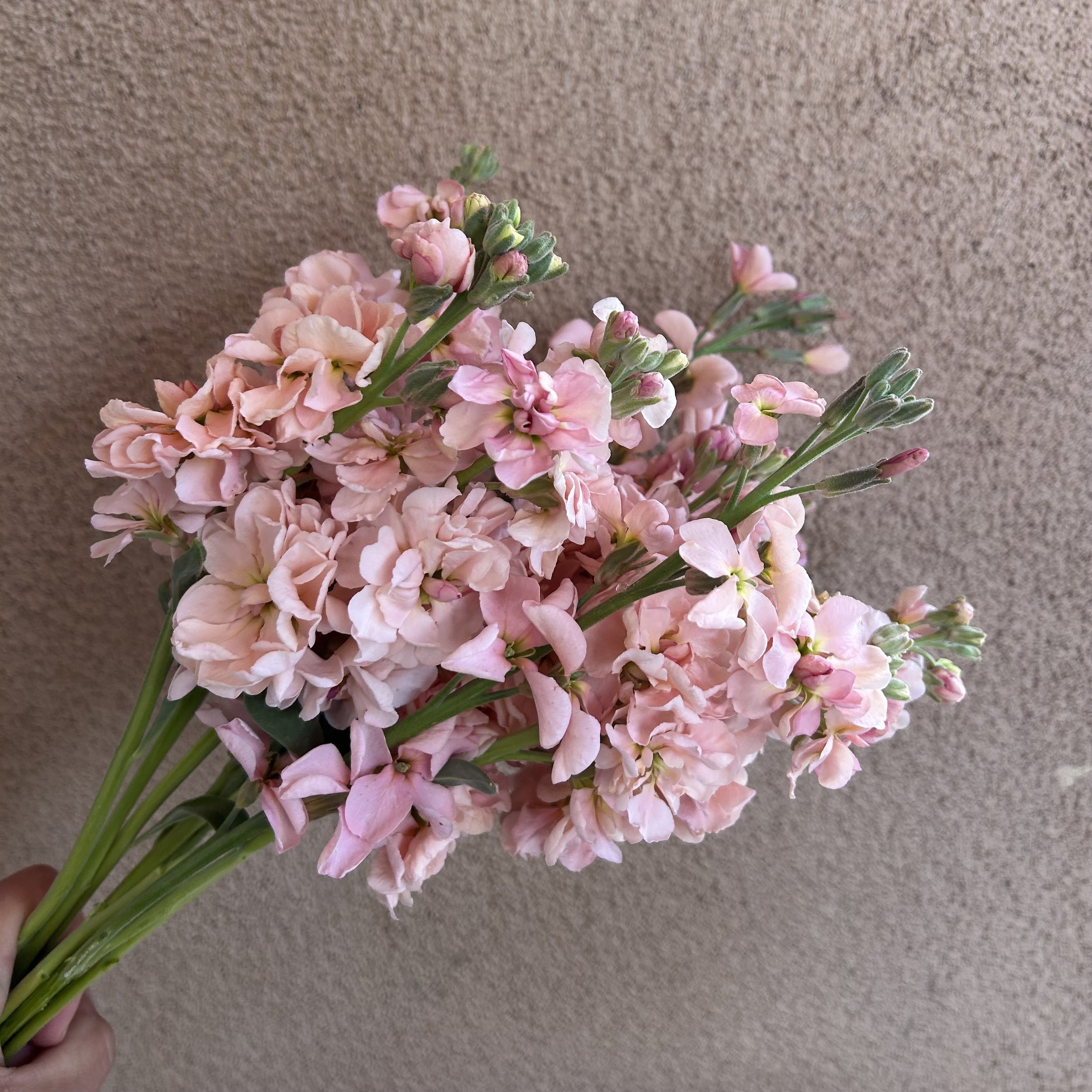 Stock - Apricot