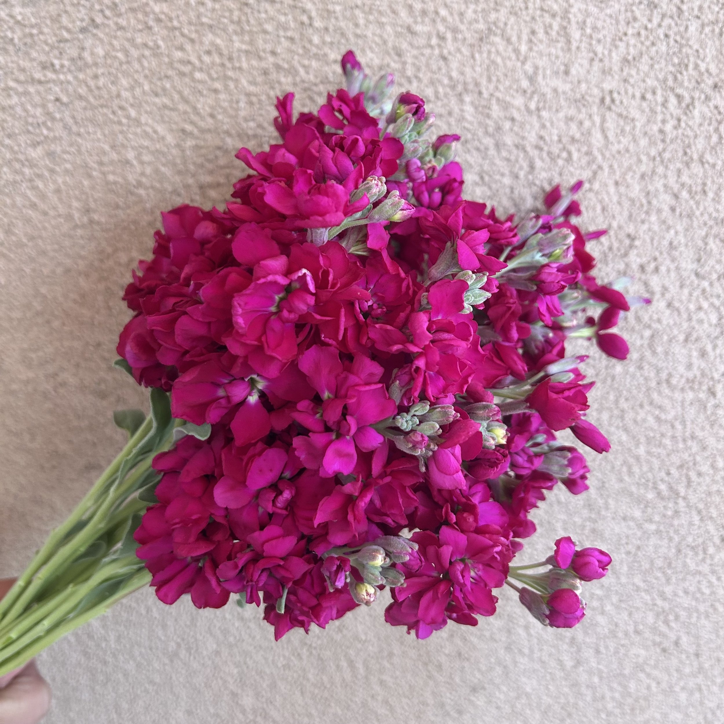 Stock - Ruby