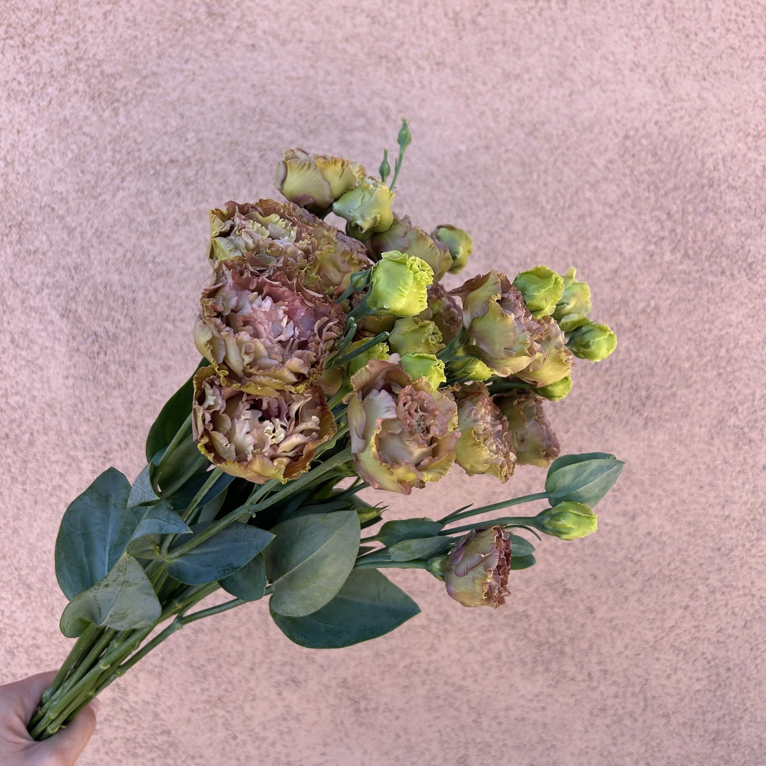 Lisianthus - Terracotta