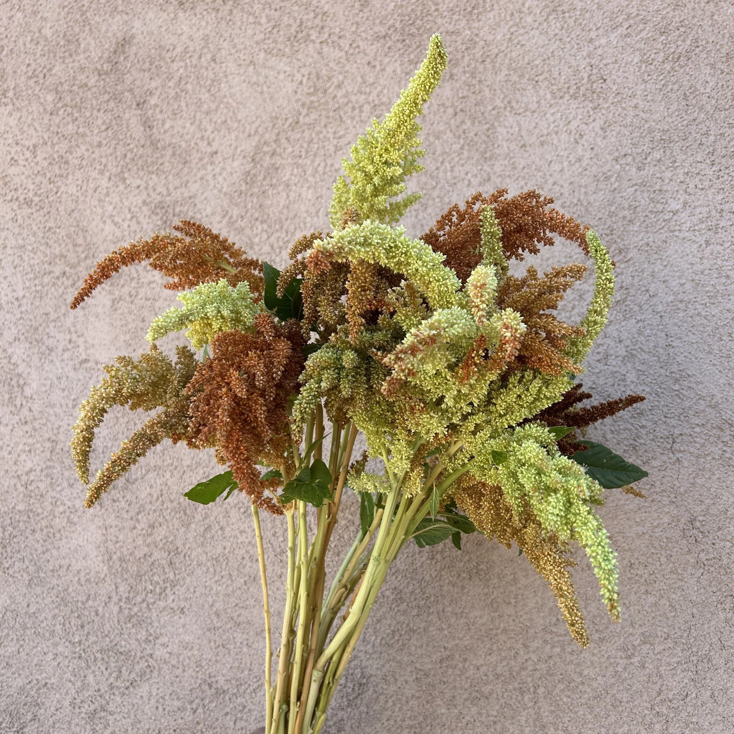 Amaranth - Autumn Touch