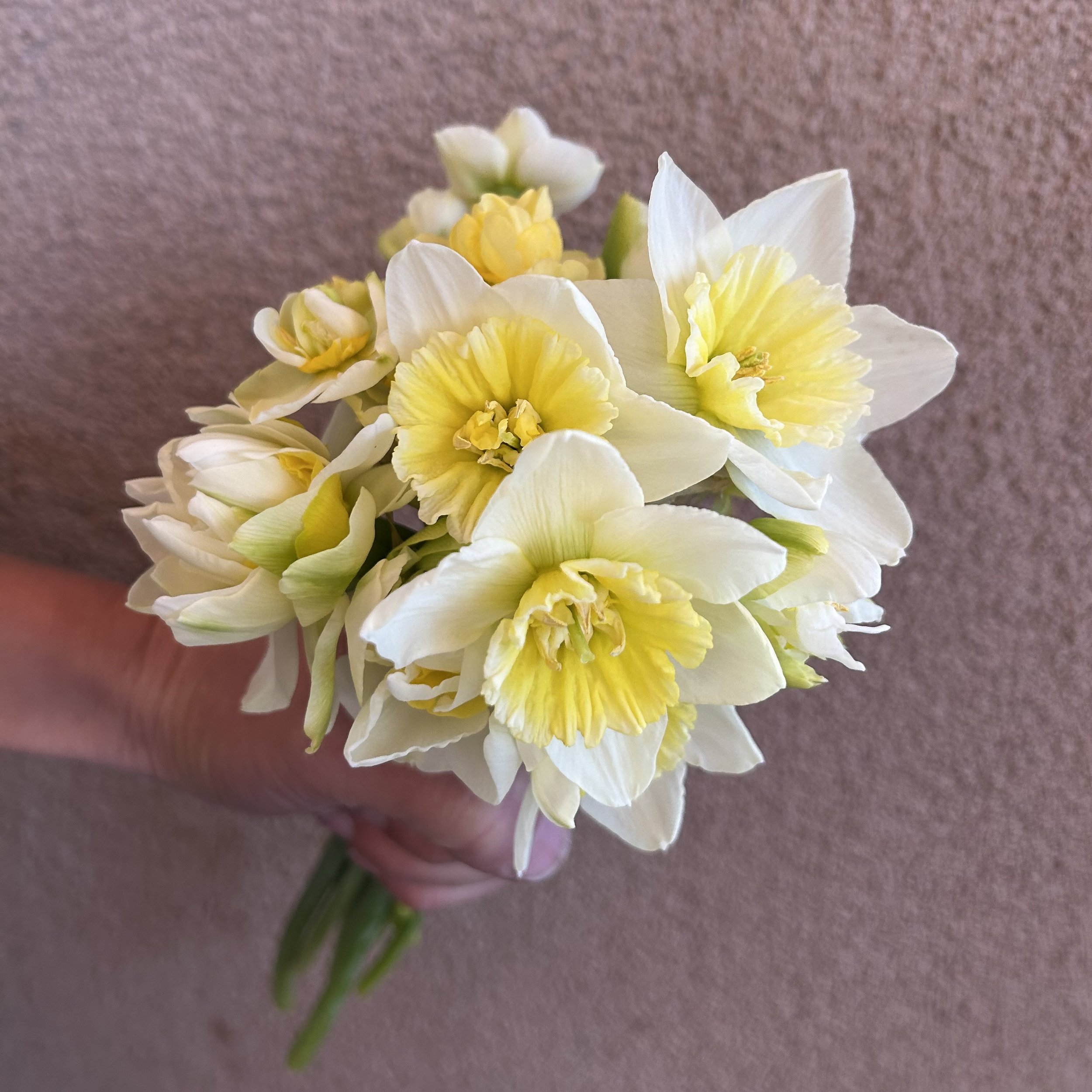 Daffodil - Fancy Mix