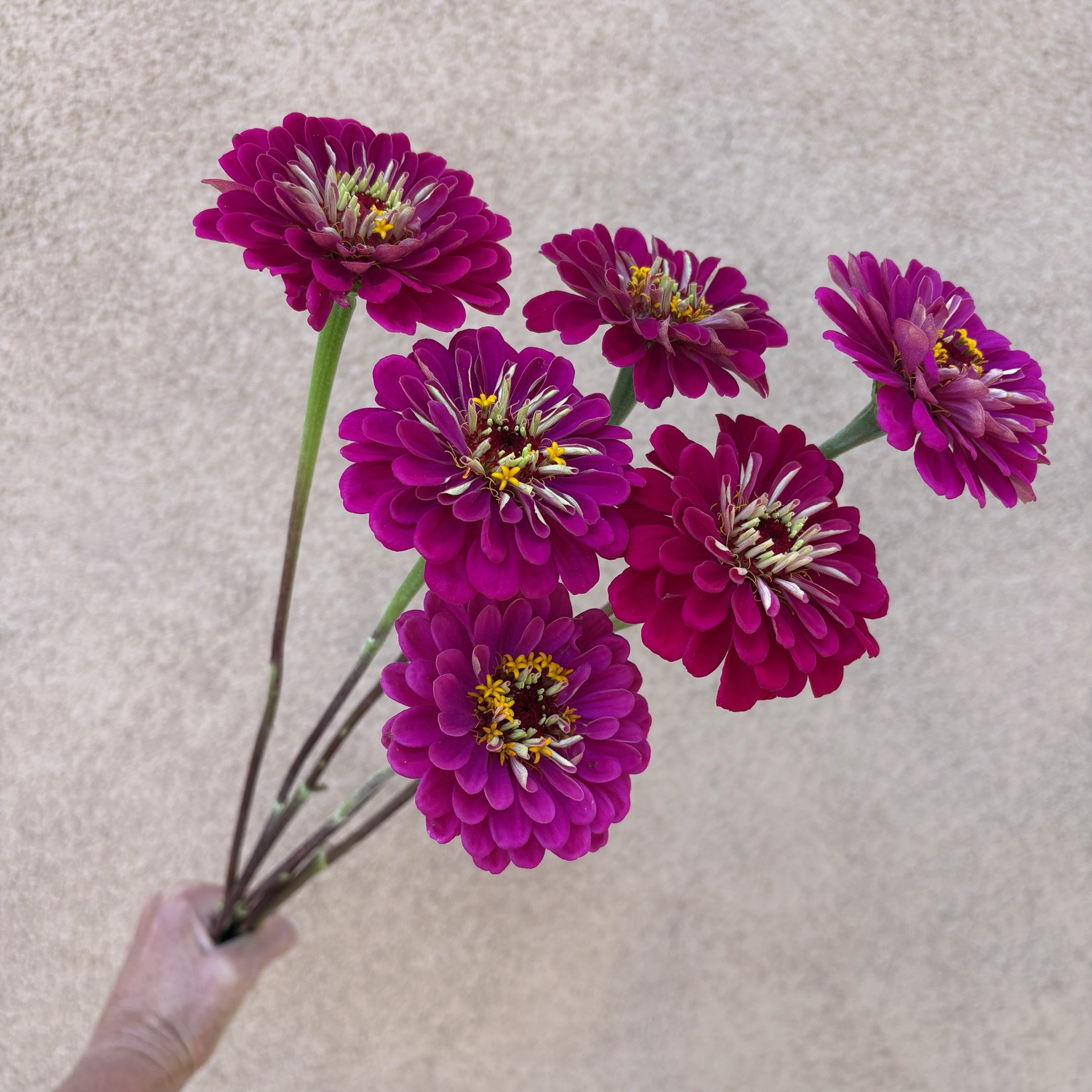 Zinnia - Giant Wine