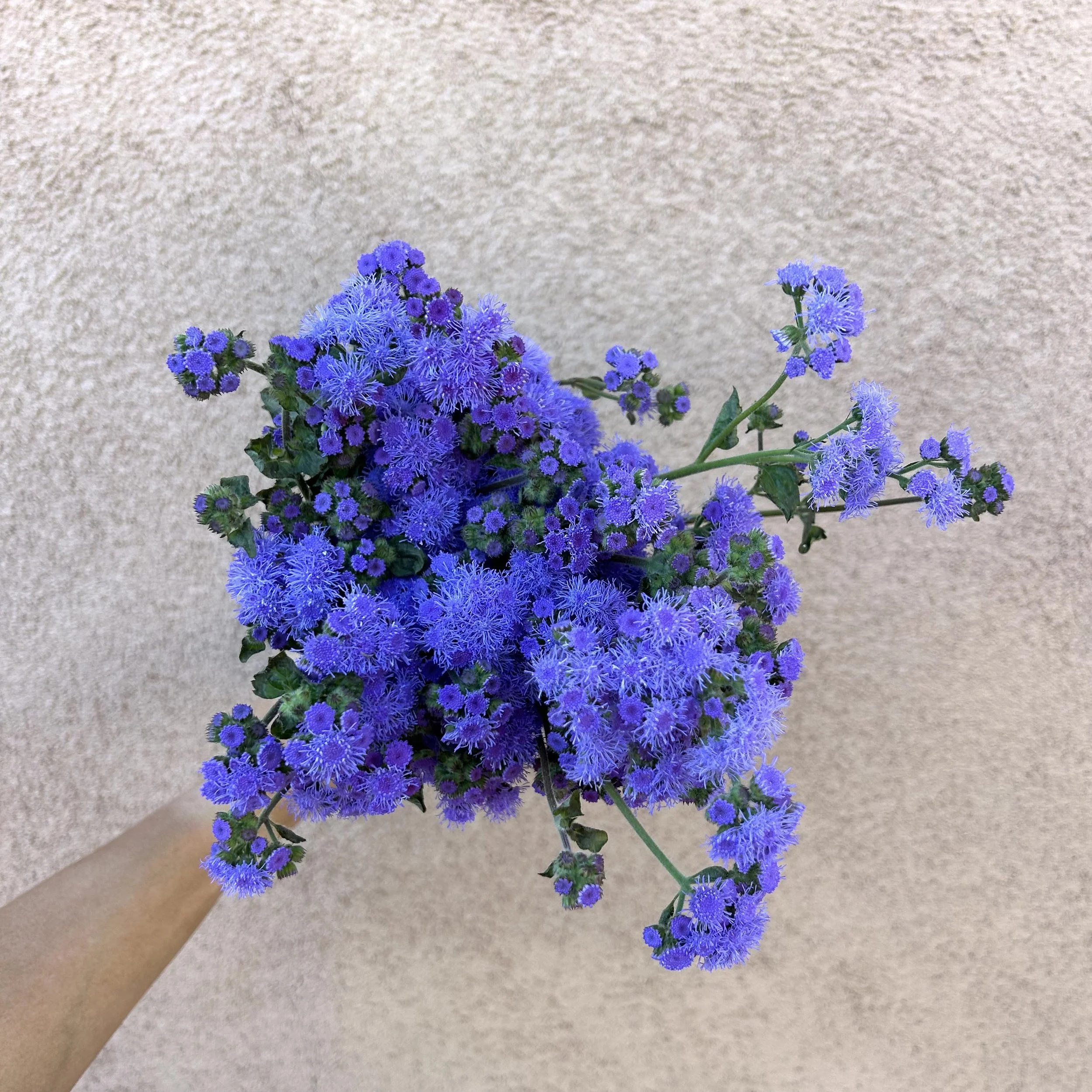 Ageratum - Horizon Blue