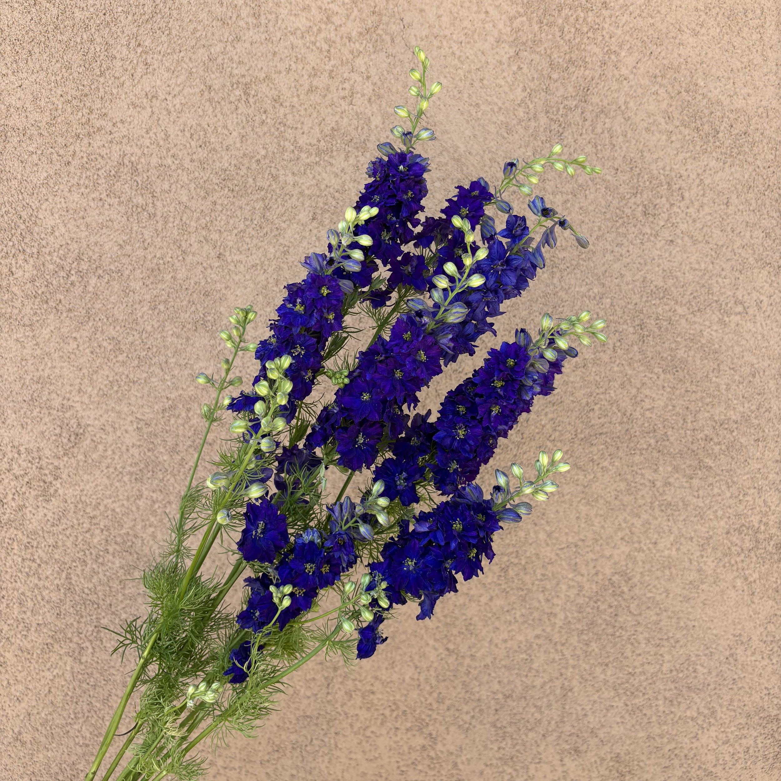 Larkspur - Dark Blue