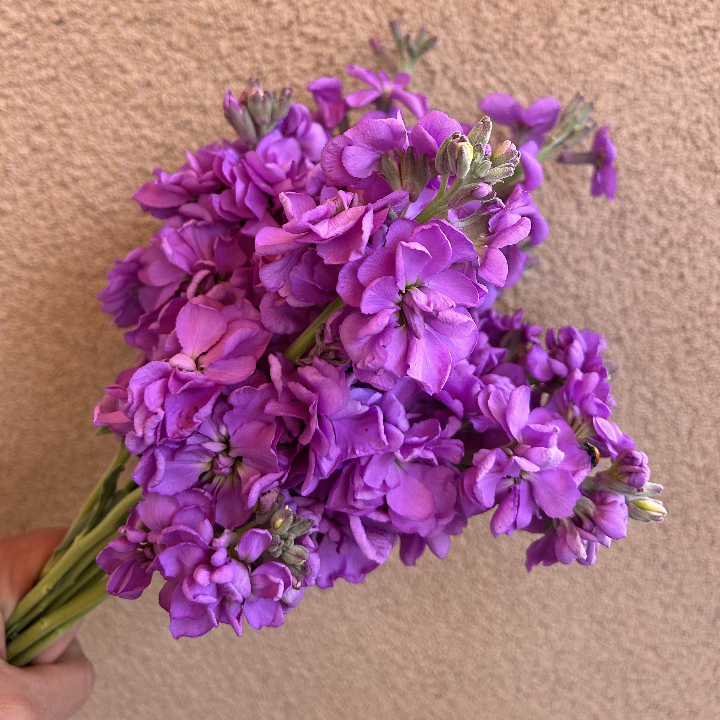 Stock - Lavendar