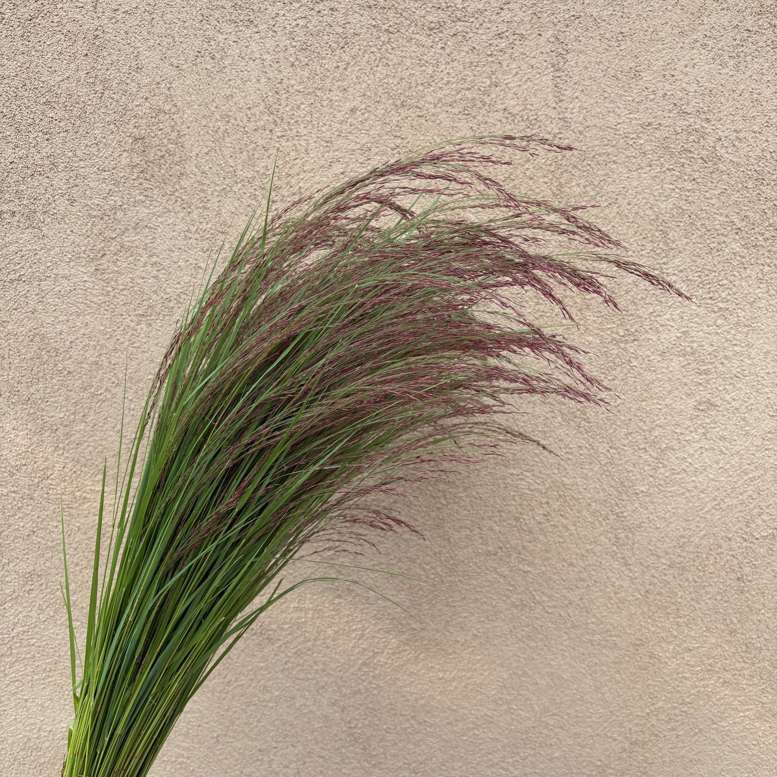 Grass - Ruby Silk