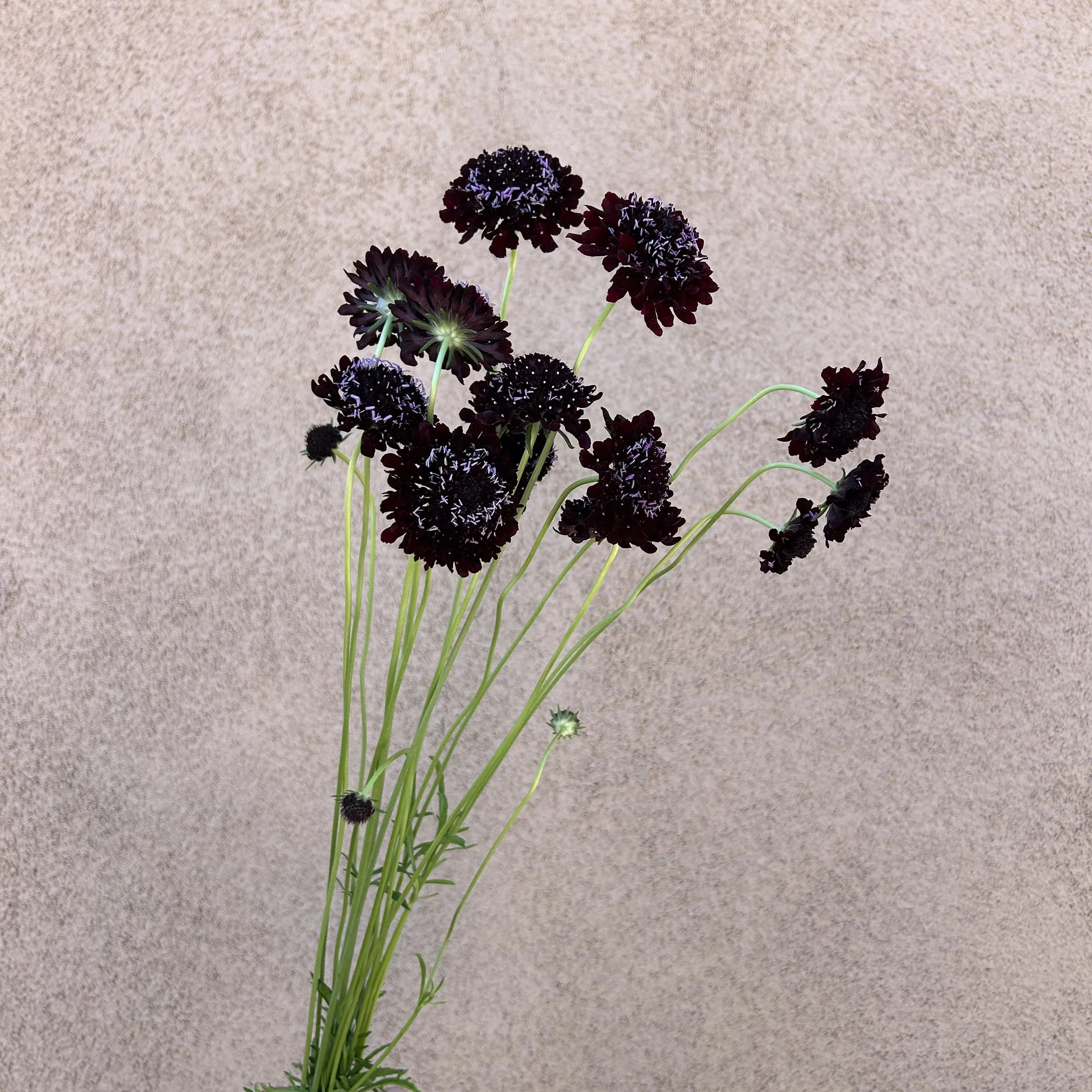 Scabiosa - Black Knight