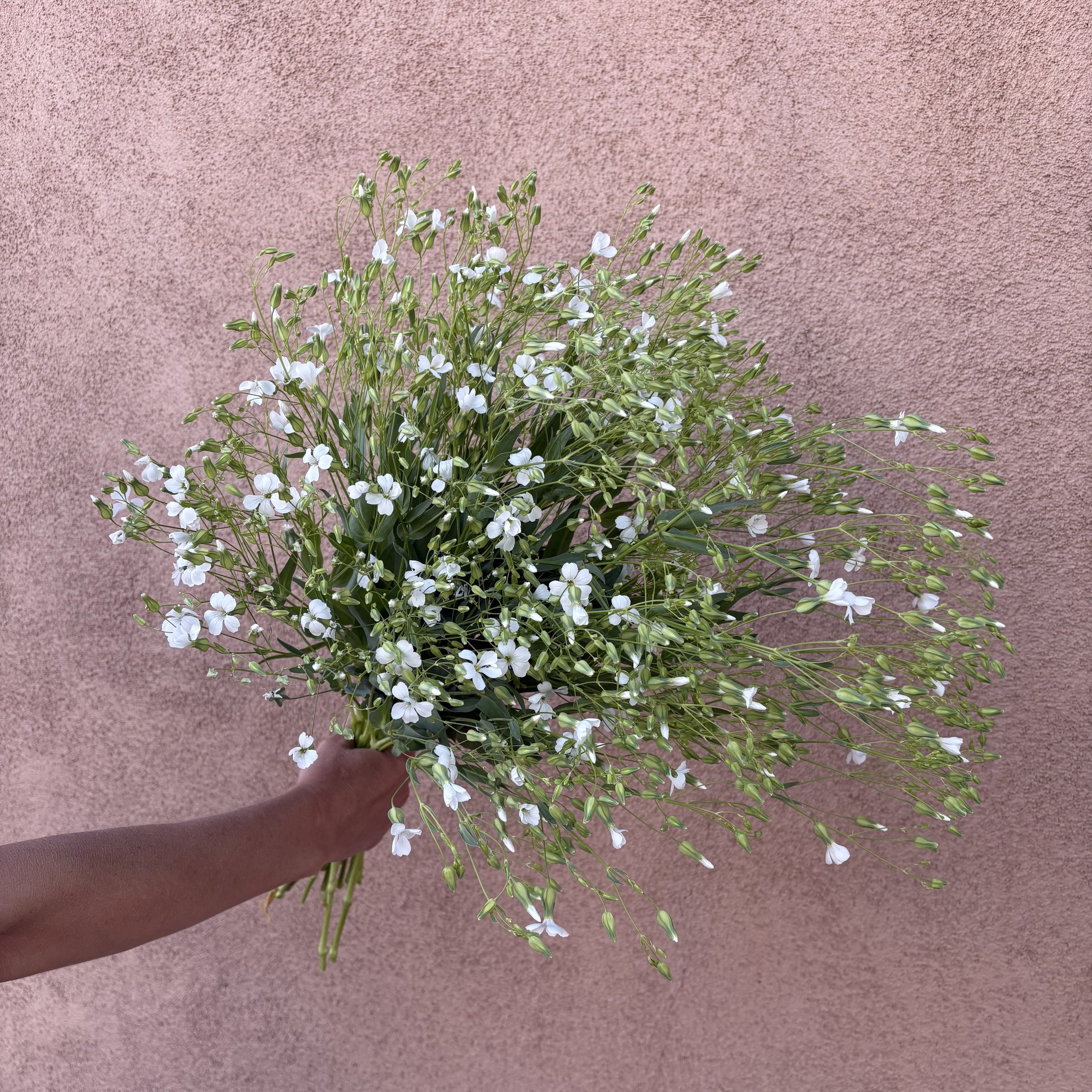 Saponaria - White Beauty