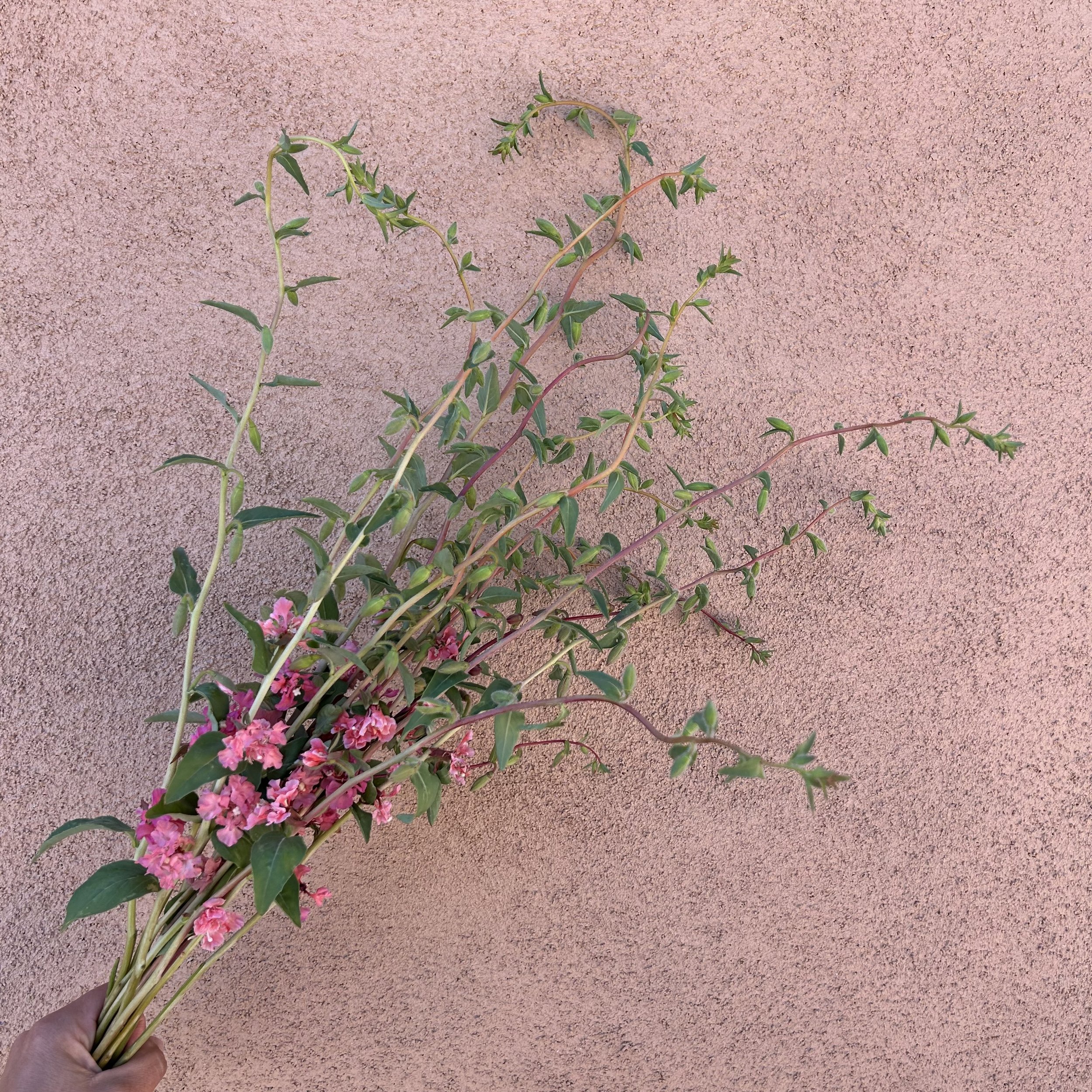 Clarkia - Salmon