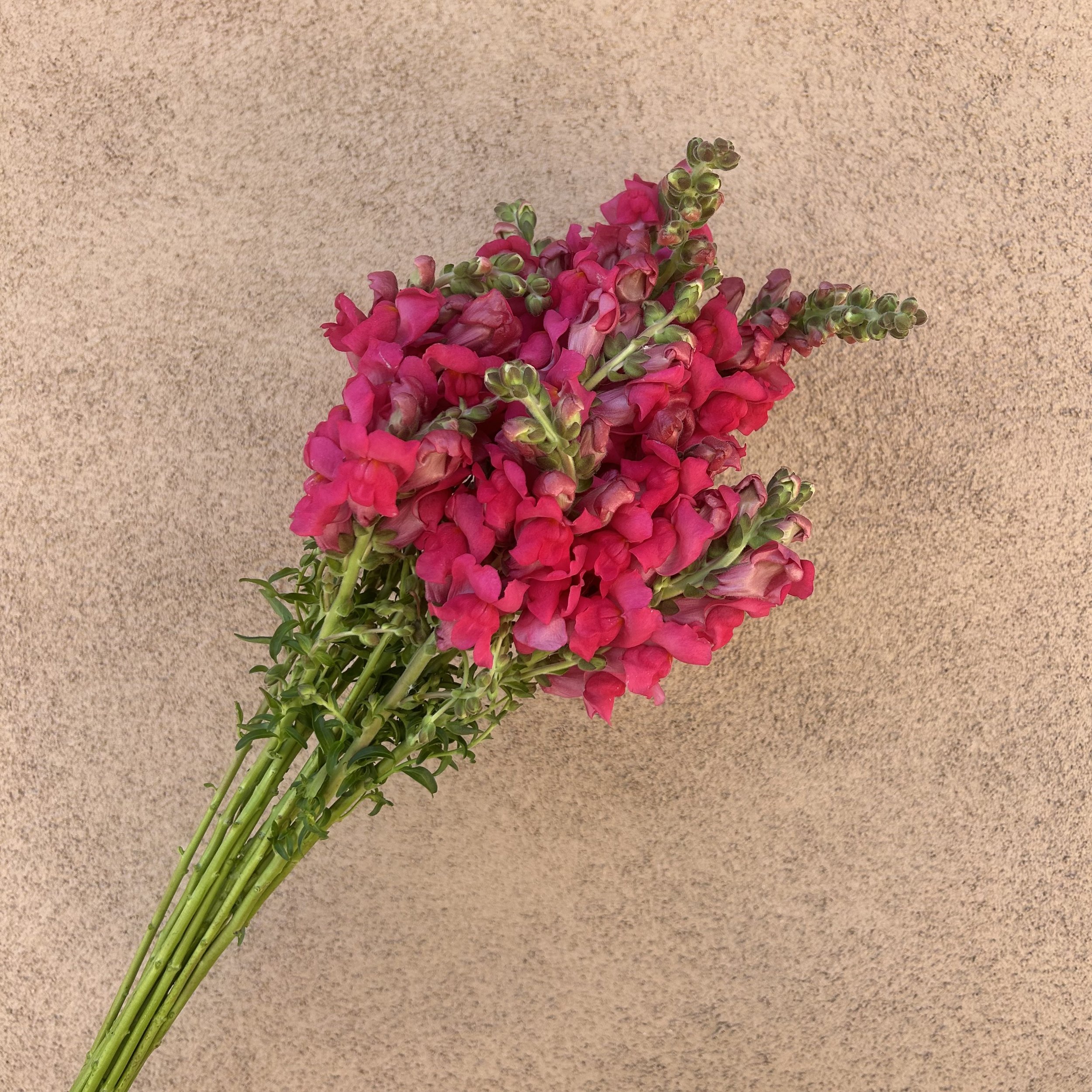 Snapdragon - Cherry Rose