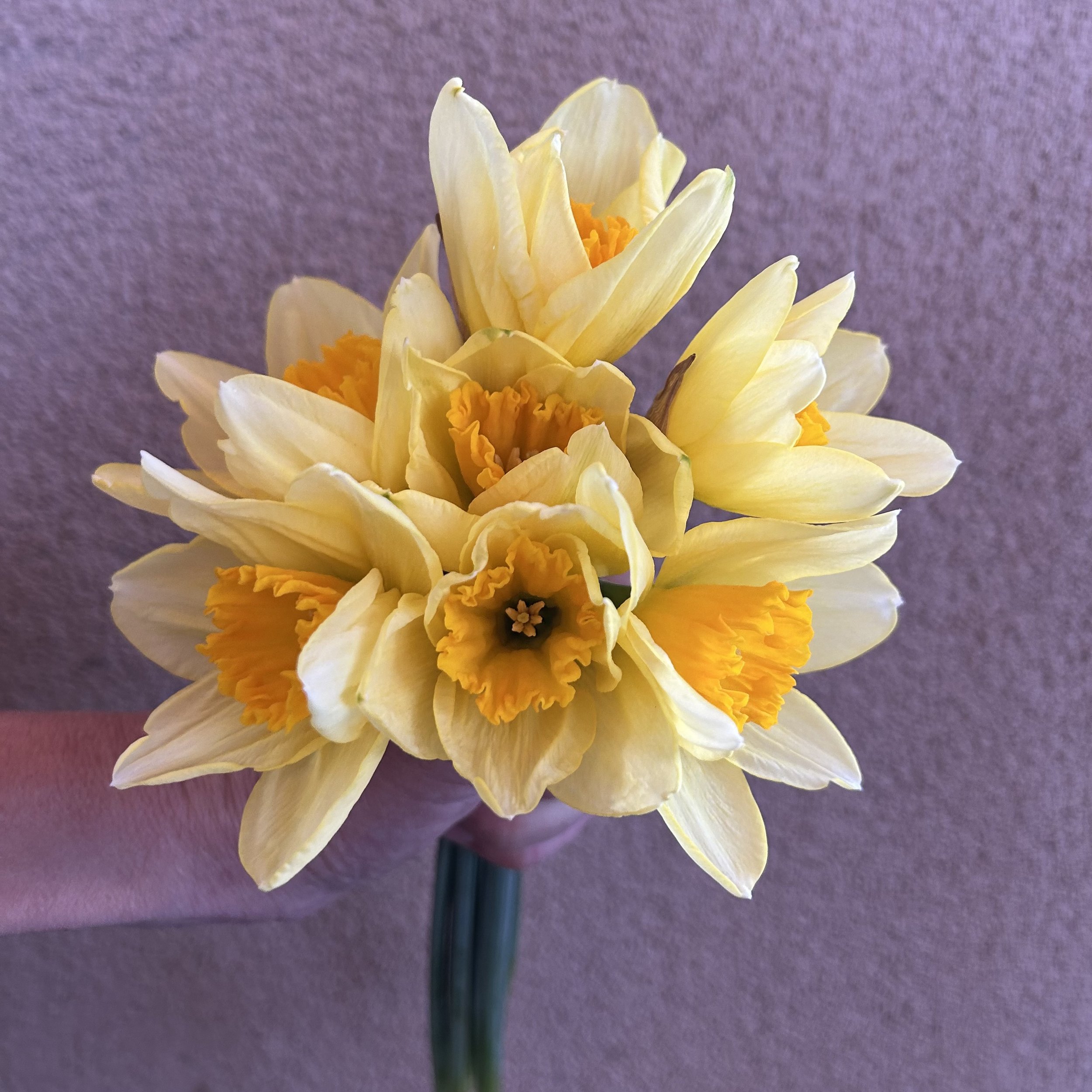 Daffodil - Fortissimo