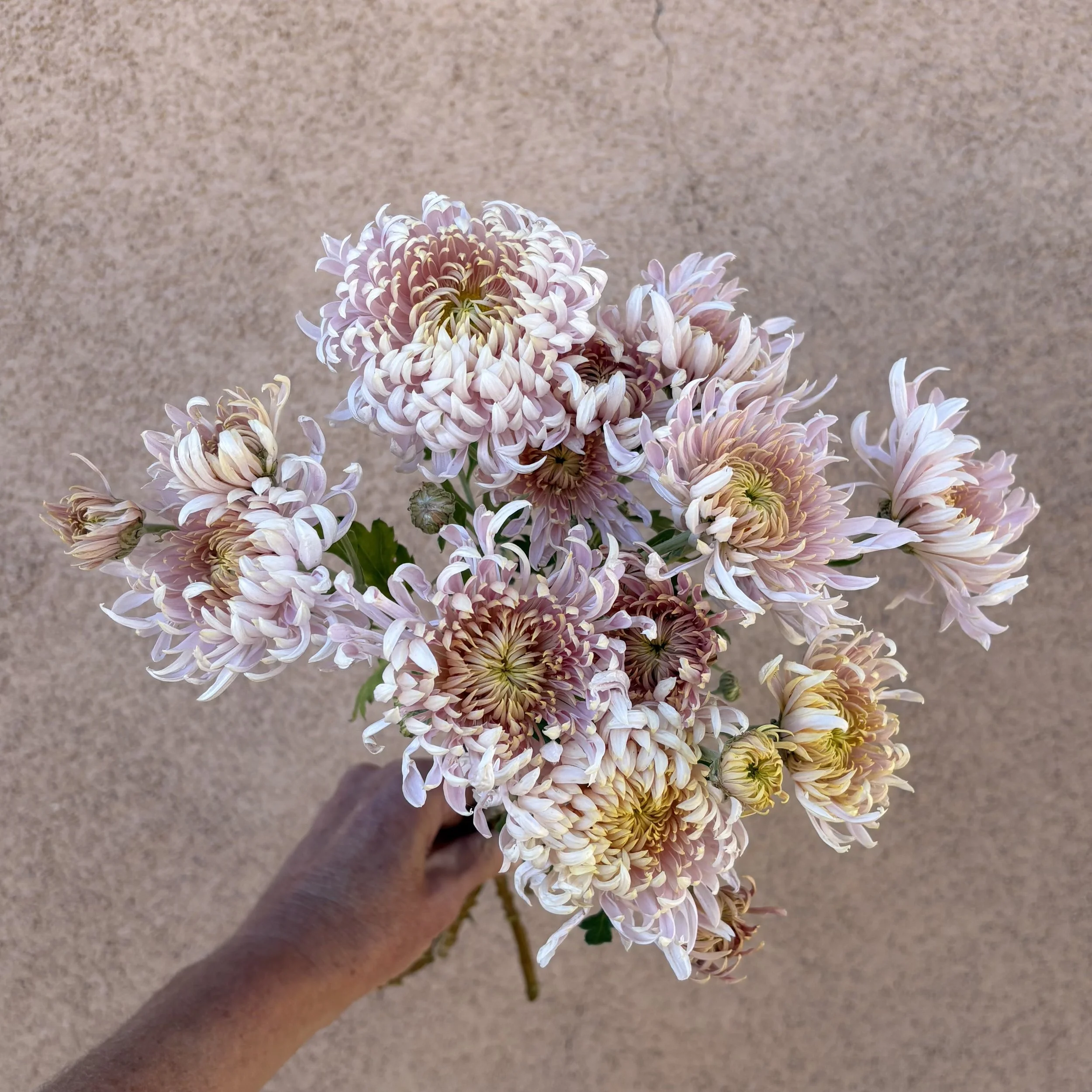 Chrysanthemum - Satin Ribbon