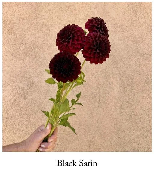 Black Satin Labeled.jpg