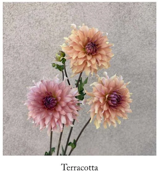 terracotta with label .jpg