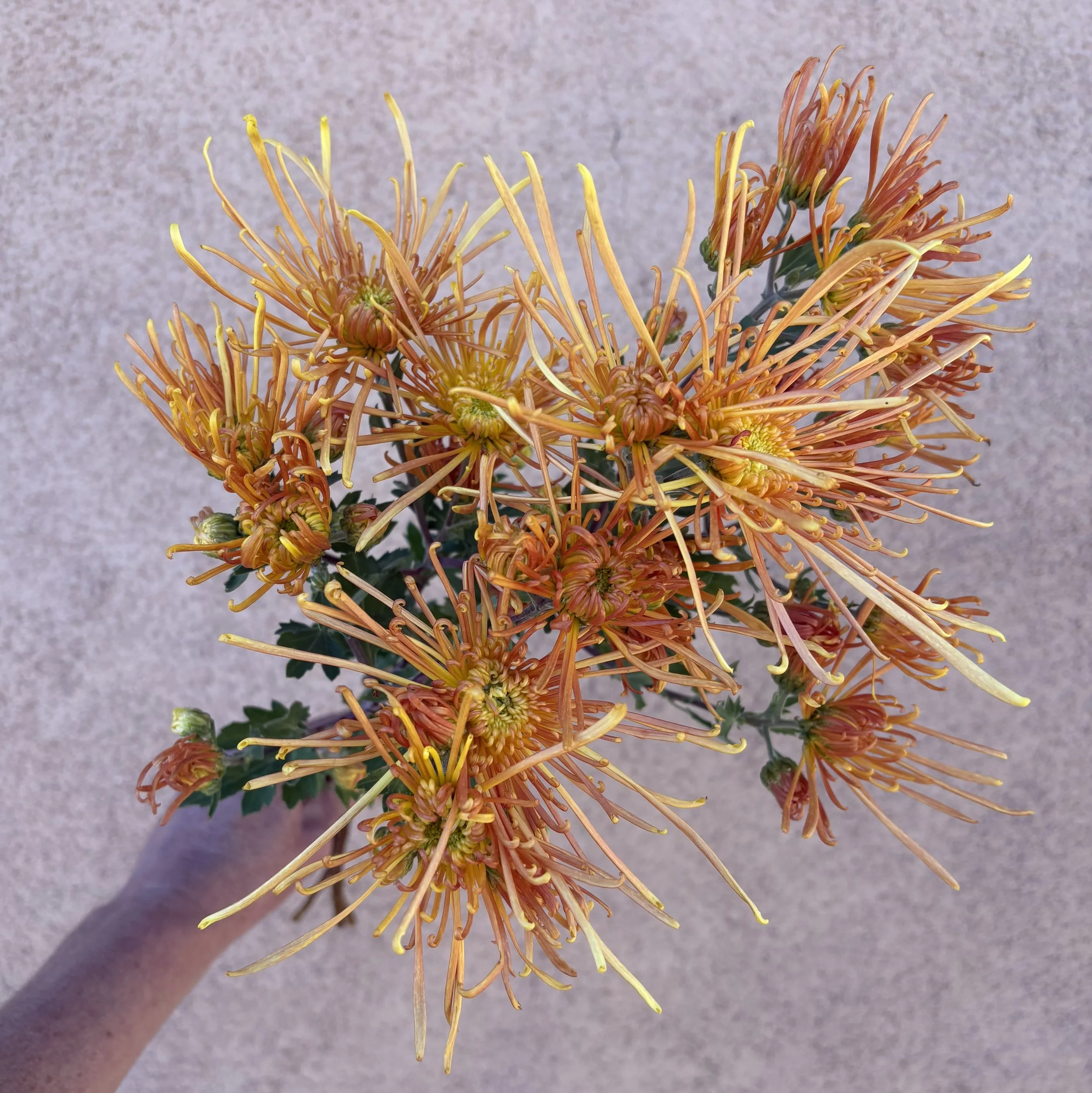 Chrysanthemum - Descanso