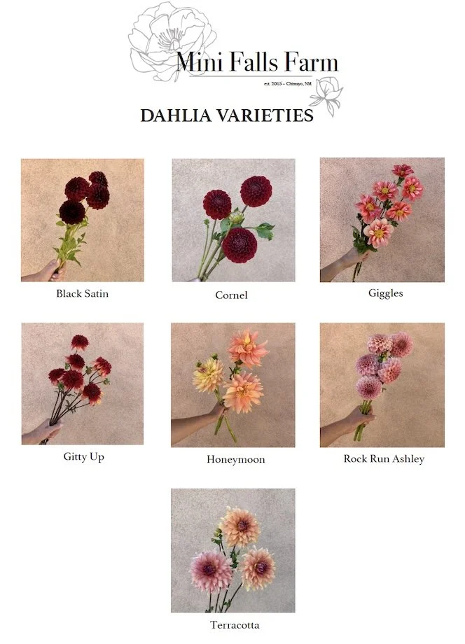Dahlia Tubers