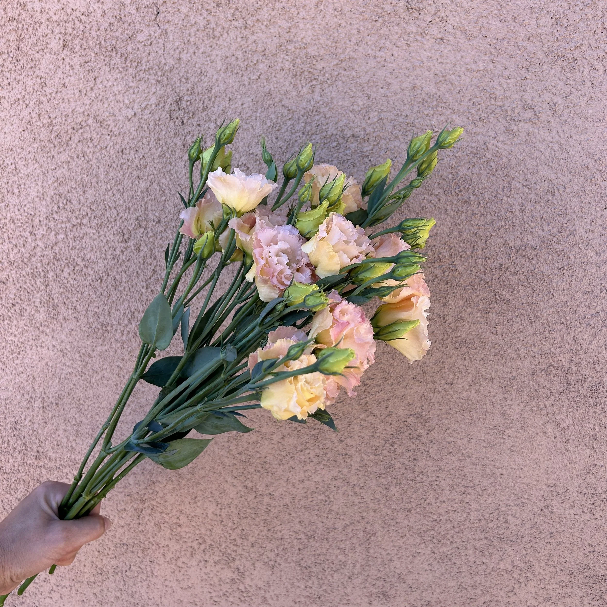 Lisianthus - Apricot