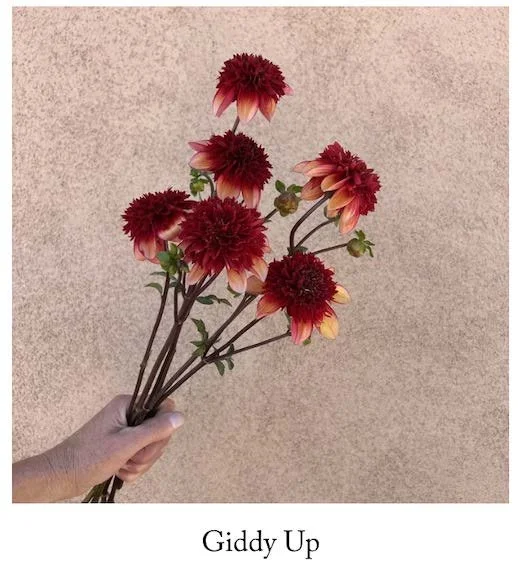 Gitty Up with label.jpg