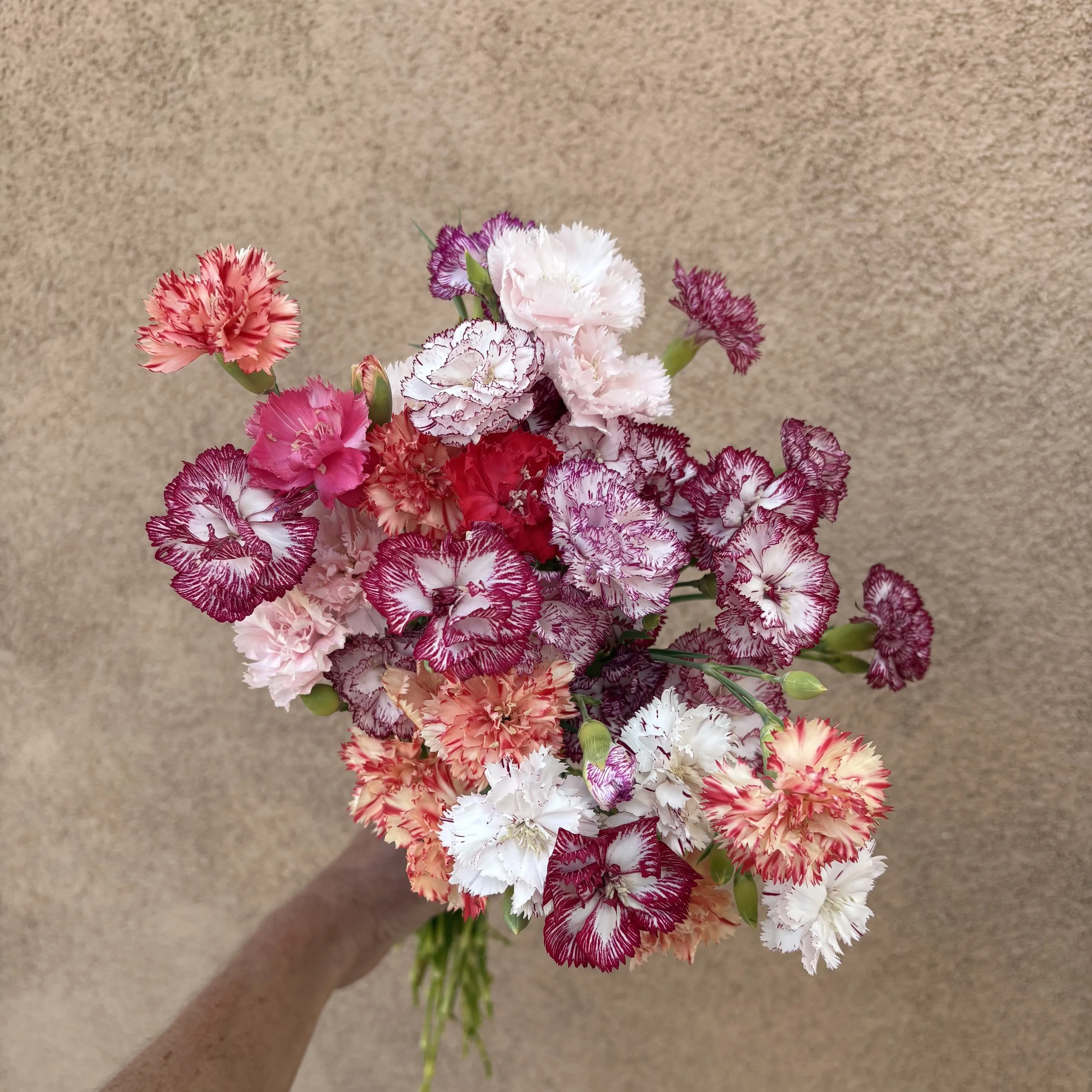 Dianthus
