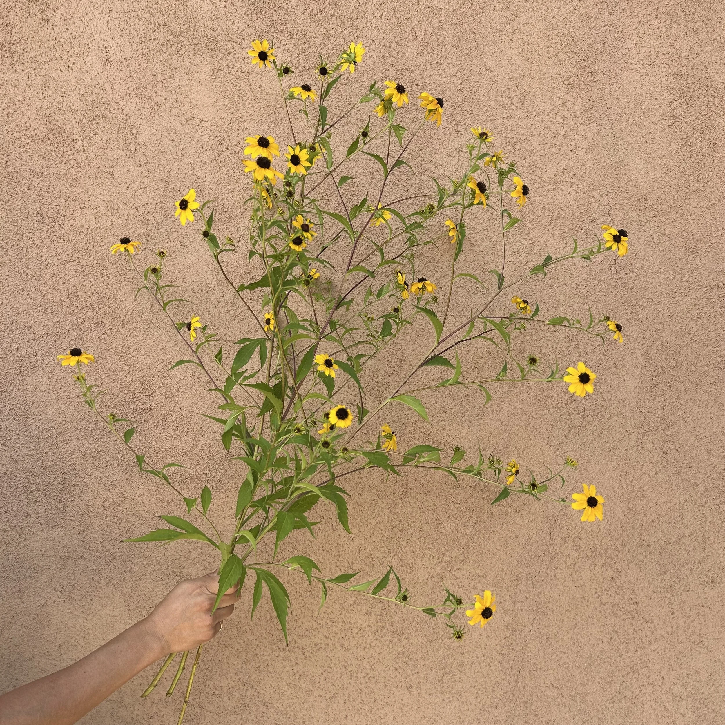 Rudbekia - Triloba