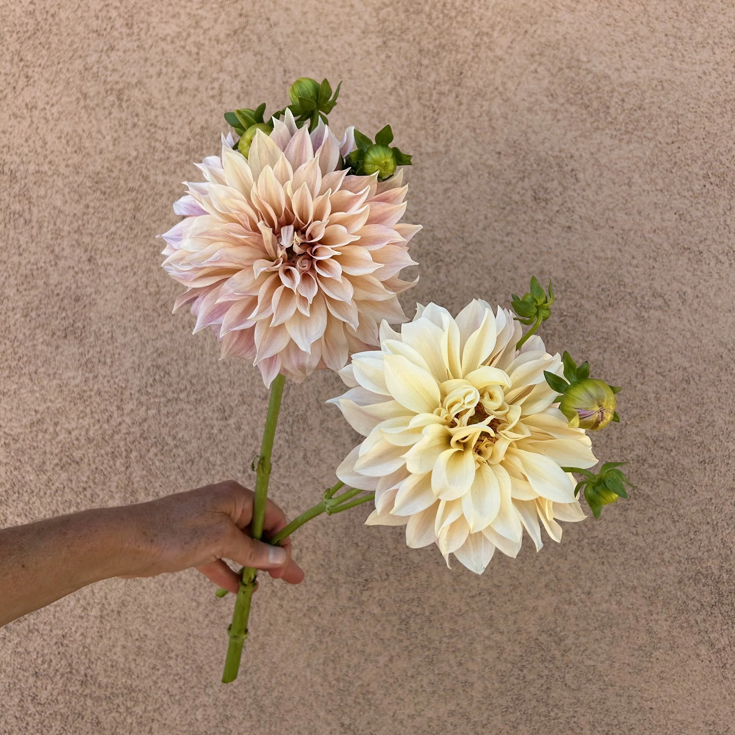 Dahlia - Cafe au Lait