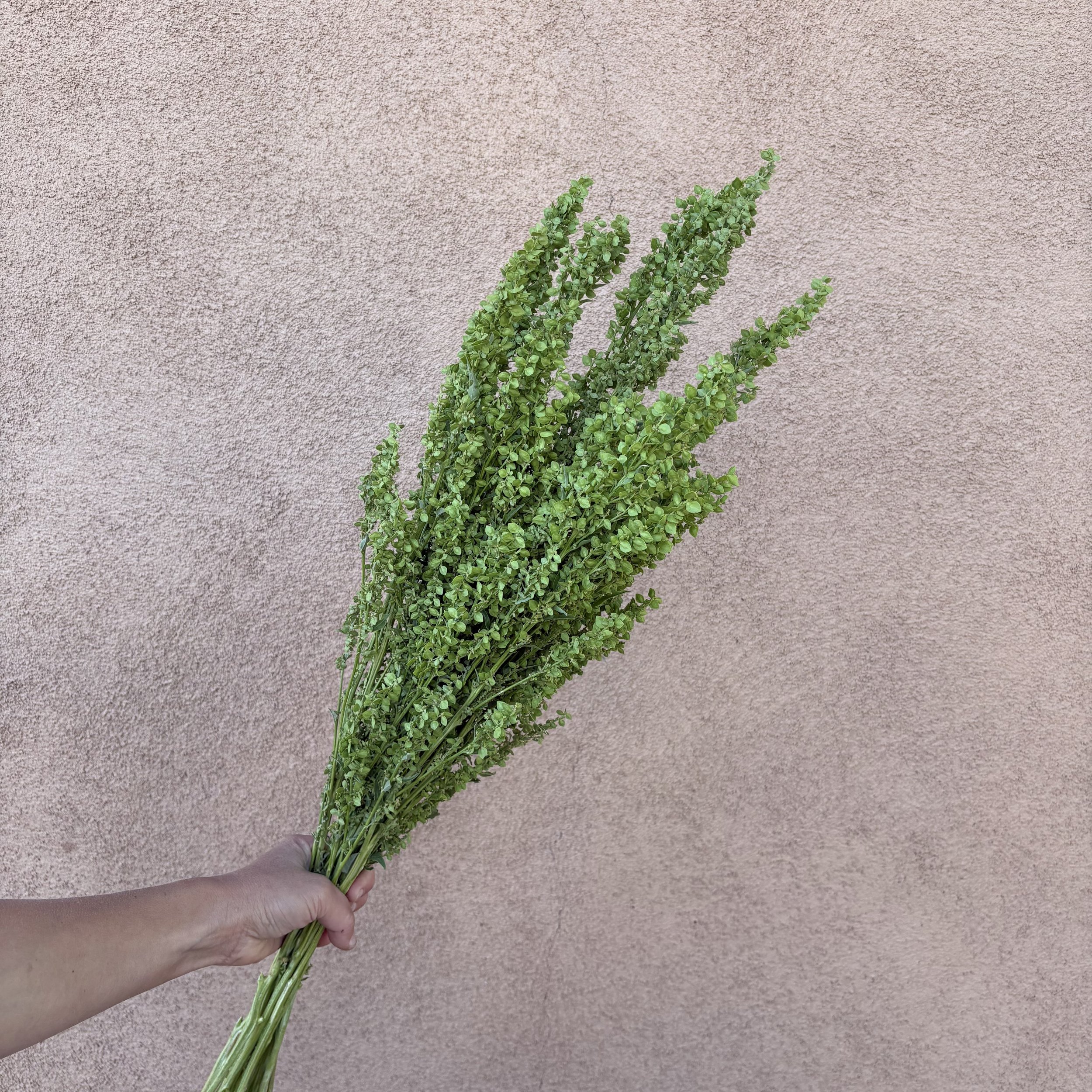 Atriplex (aka Orach) - Green Plume