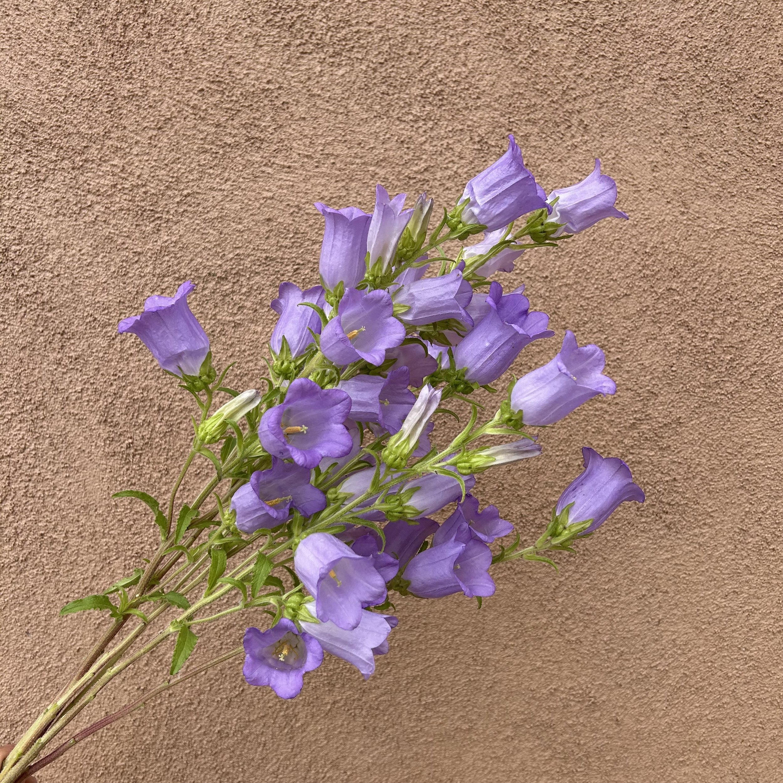 Campanula - Lavendar
