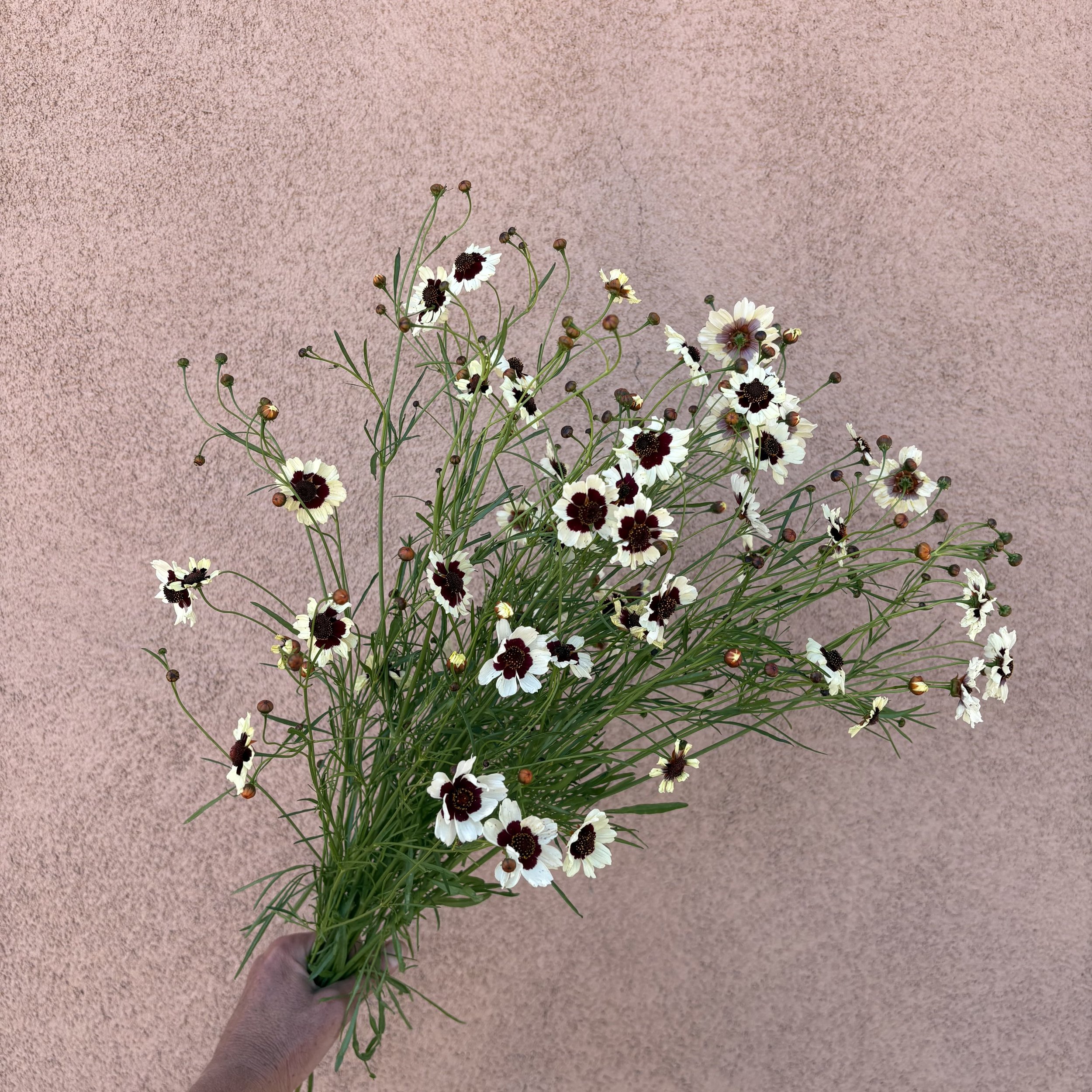 Coreopsis - Tickseed Incredible