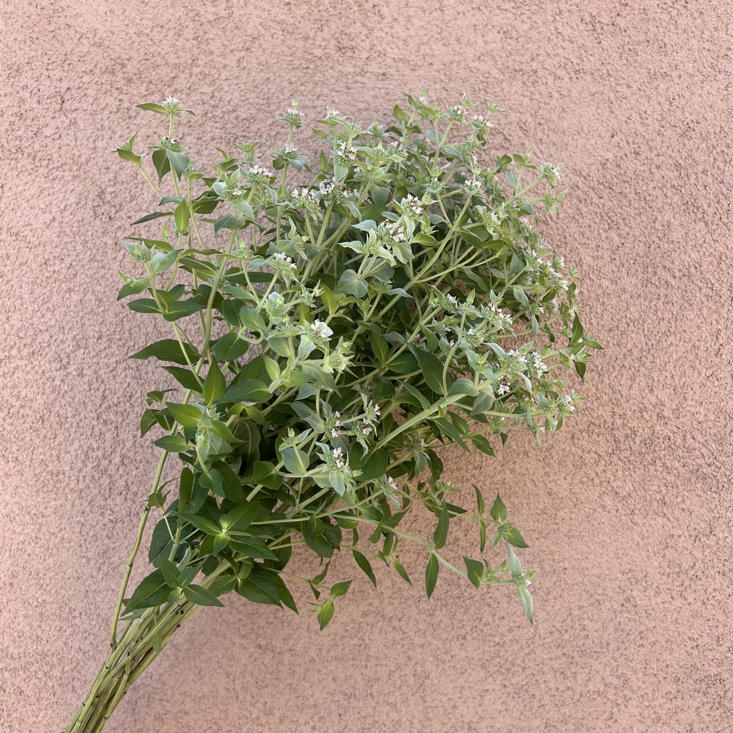 Mountain Mint