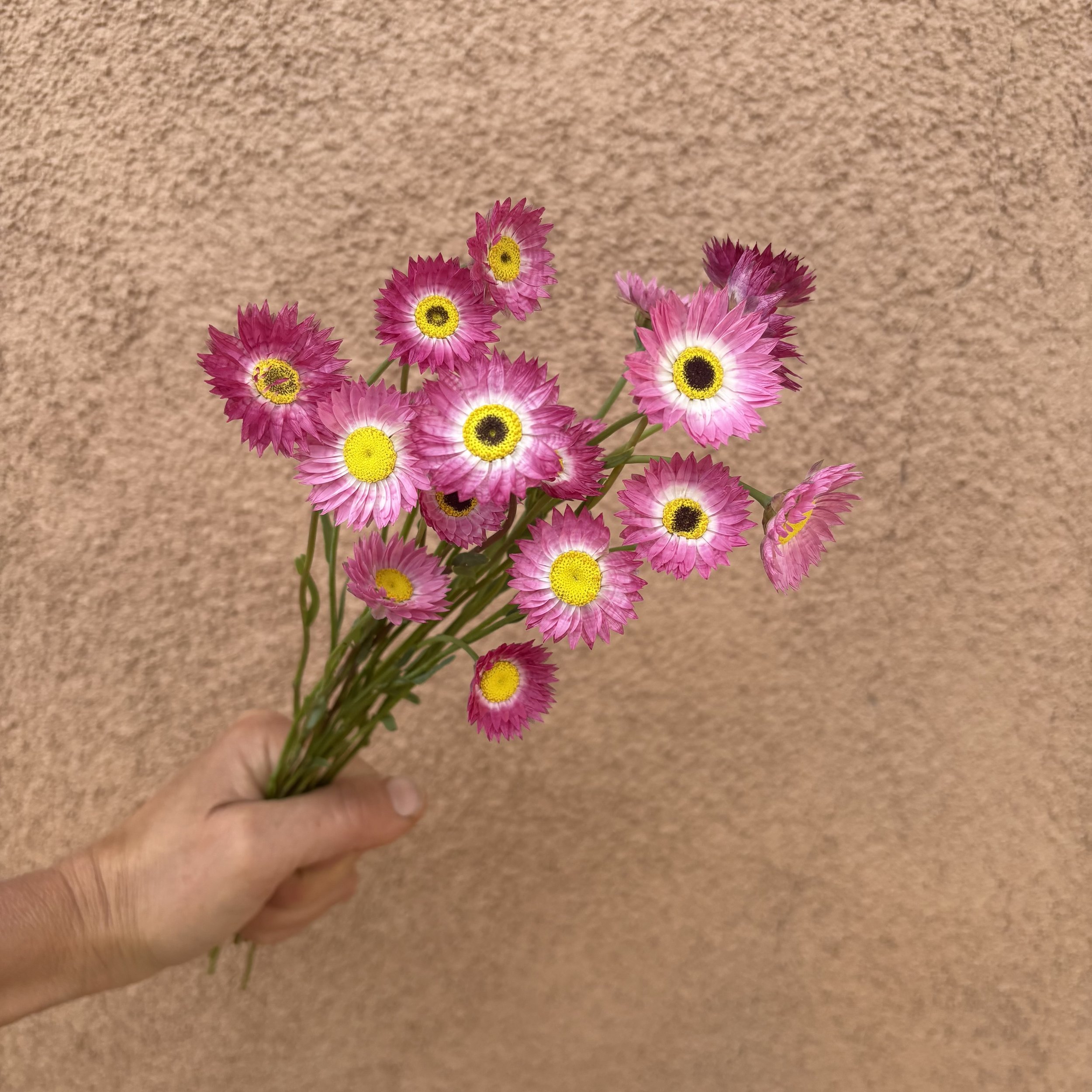Paper Daisy - Pierrot Red