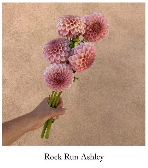 Rock run ashley with label.jpg