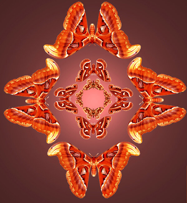 MULTI Butterflies Mandala