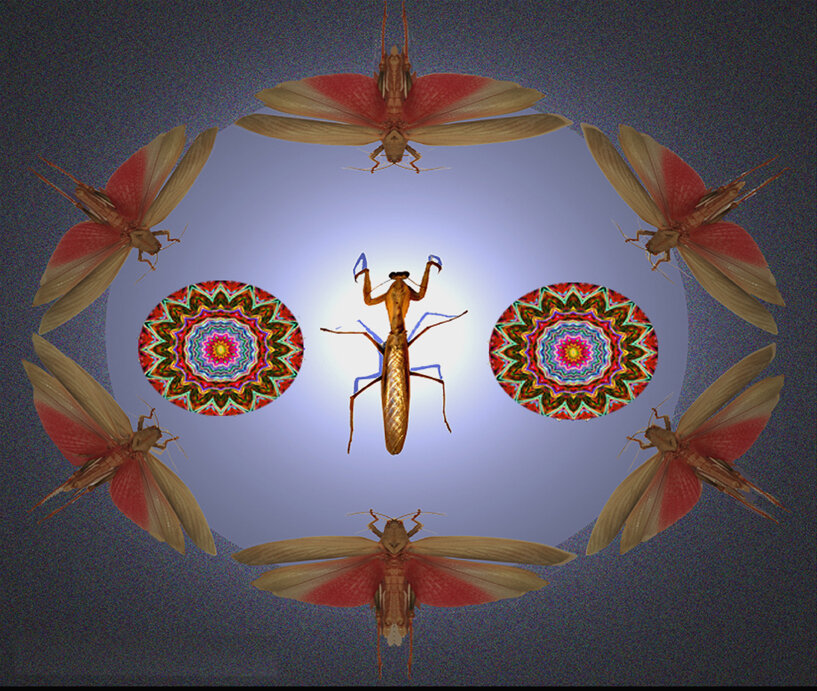 Mantis with Mandalas
