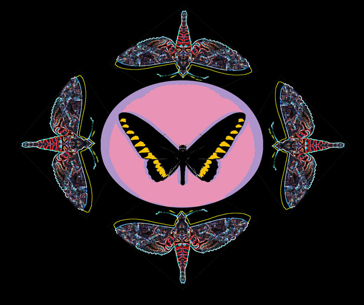 Winged Color Trip