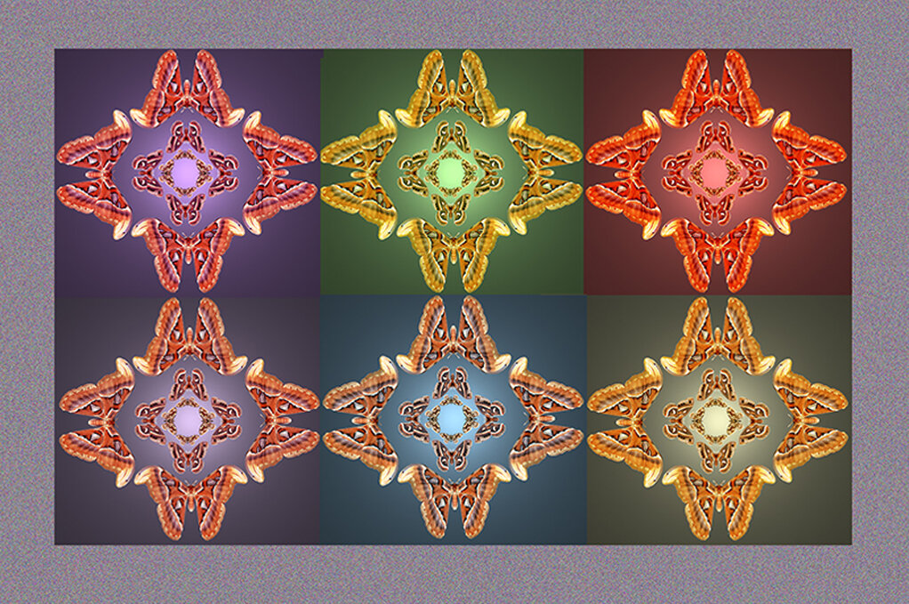 Butterfly Mandala Montage