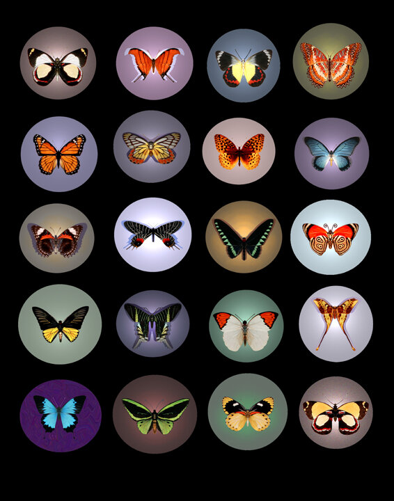 Butterflies