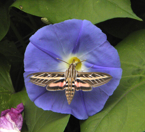 Hummingbird Moth