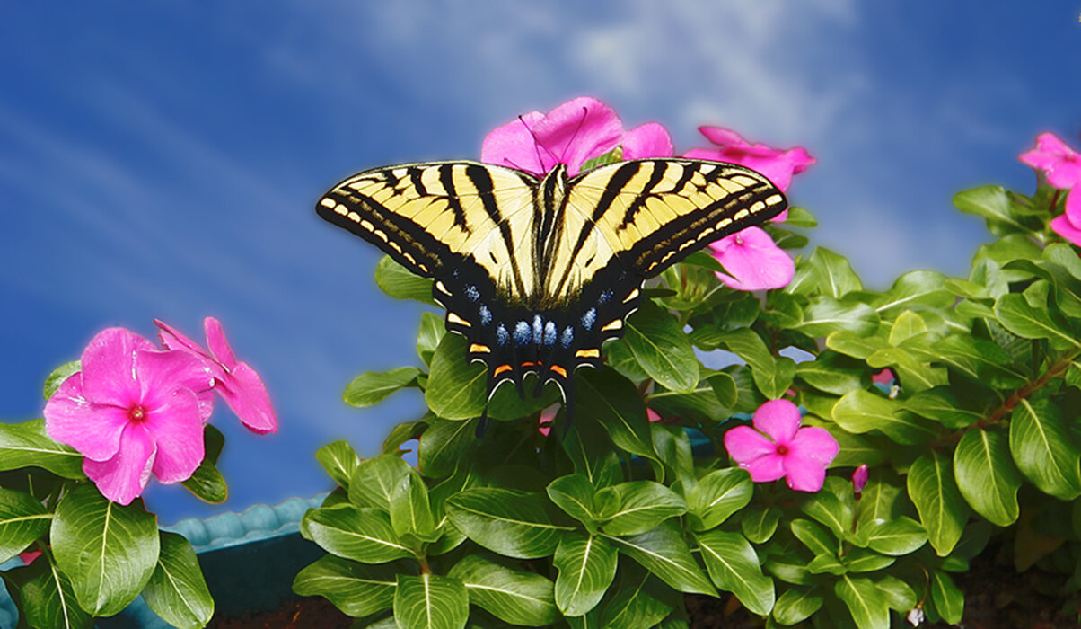 Yellow Swallow Tail