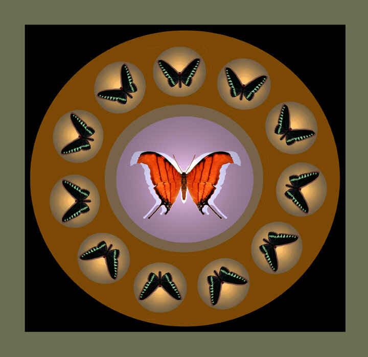 Butterfly circle framed with Butterflies