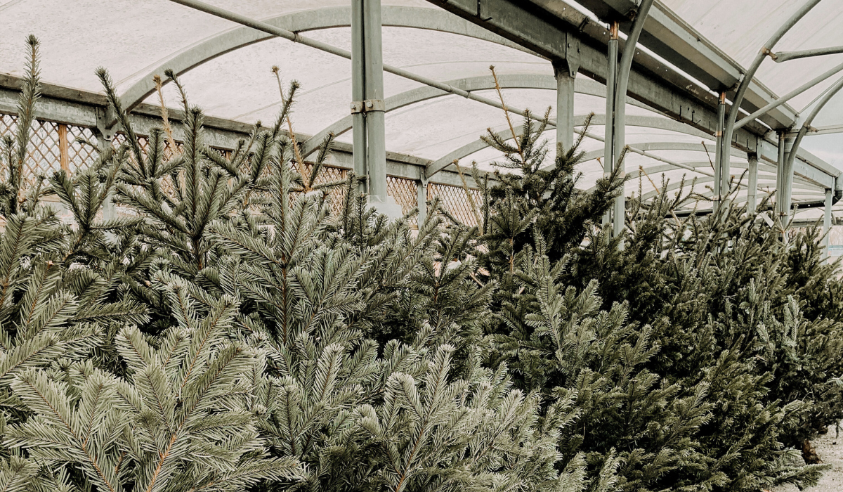 Where to Find the Perfect Christmas Tree in&nbsp;Grand Junction