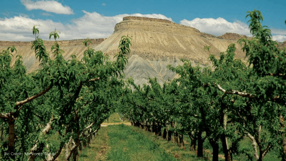 Top 5 Emerging Neighborhoods to Invest in Around Grand Junction — Janice Burtis Team Your