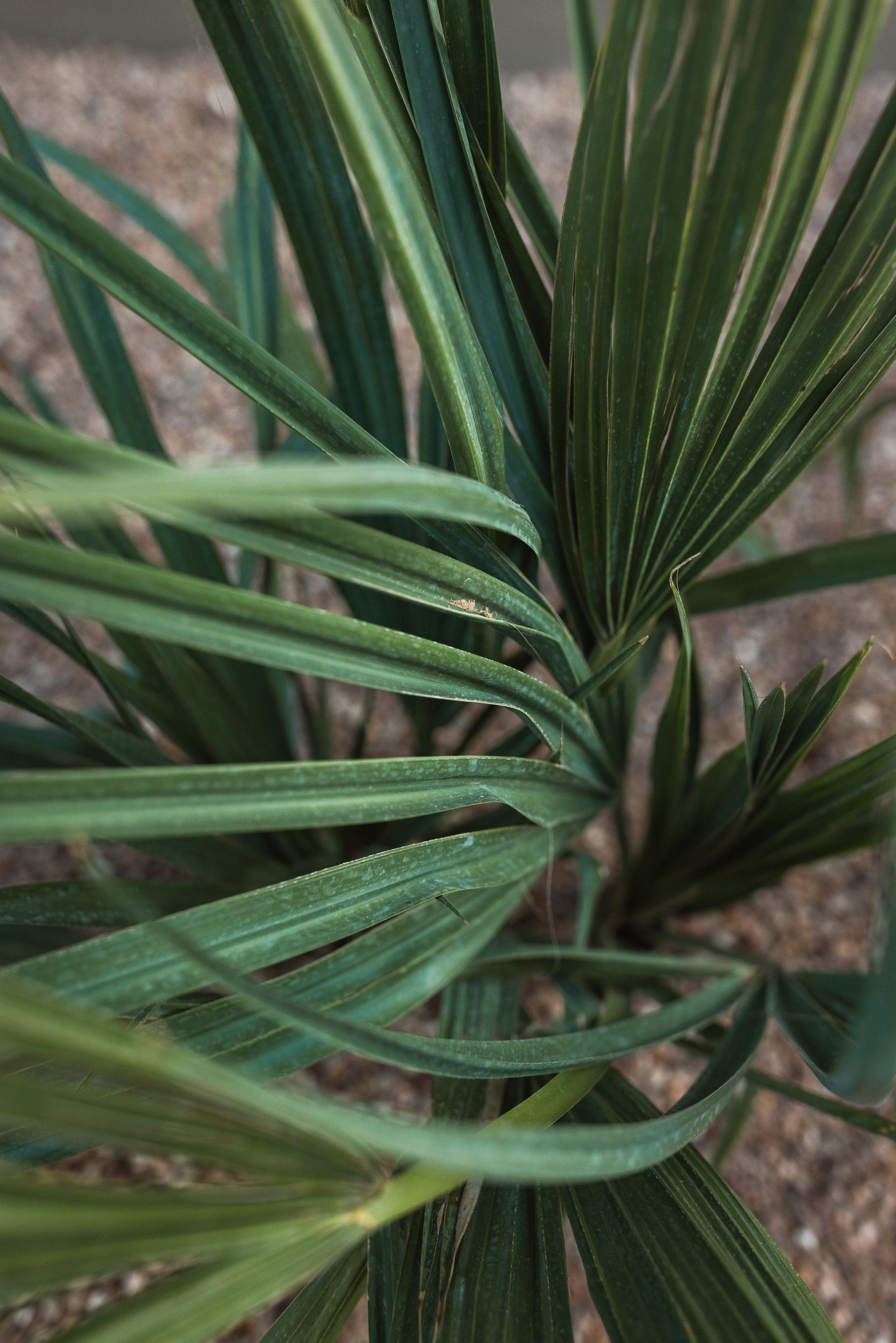 Runyon Media Co-34.jpg