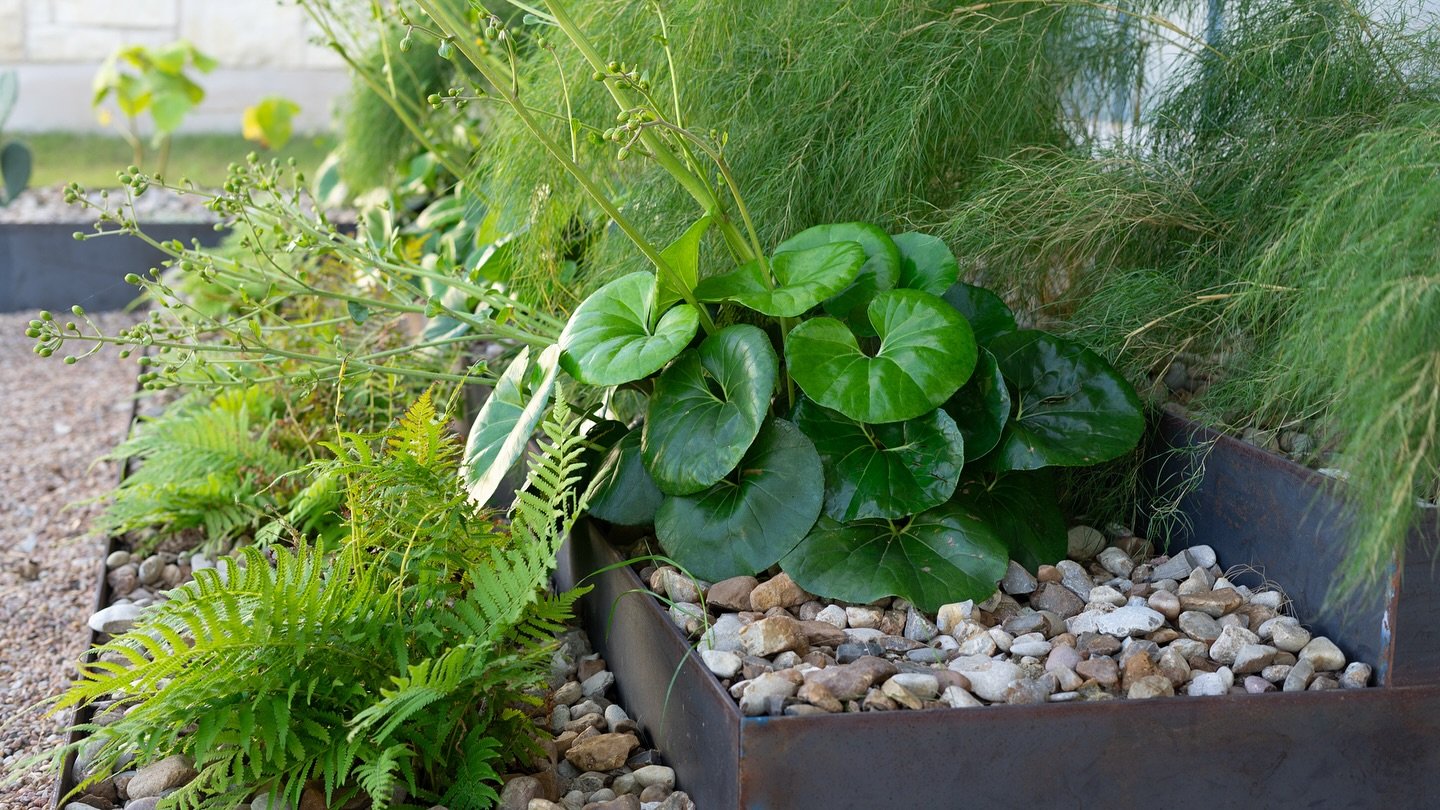 With a different texture on every level, this terraced steel planter brings depth, dimension, and natural beauty to the landscape. A perfect harmony of craftsmanship and plant artistry. 🌿✨
&bull;
&bull;
&bull;
#landscapes&nbsp;#landscapedesigns&nbsp