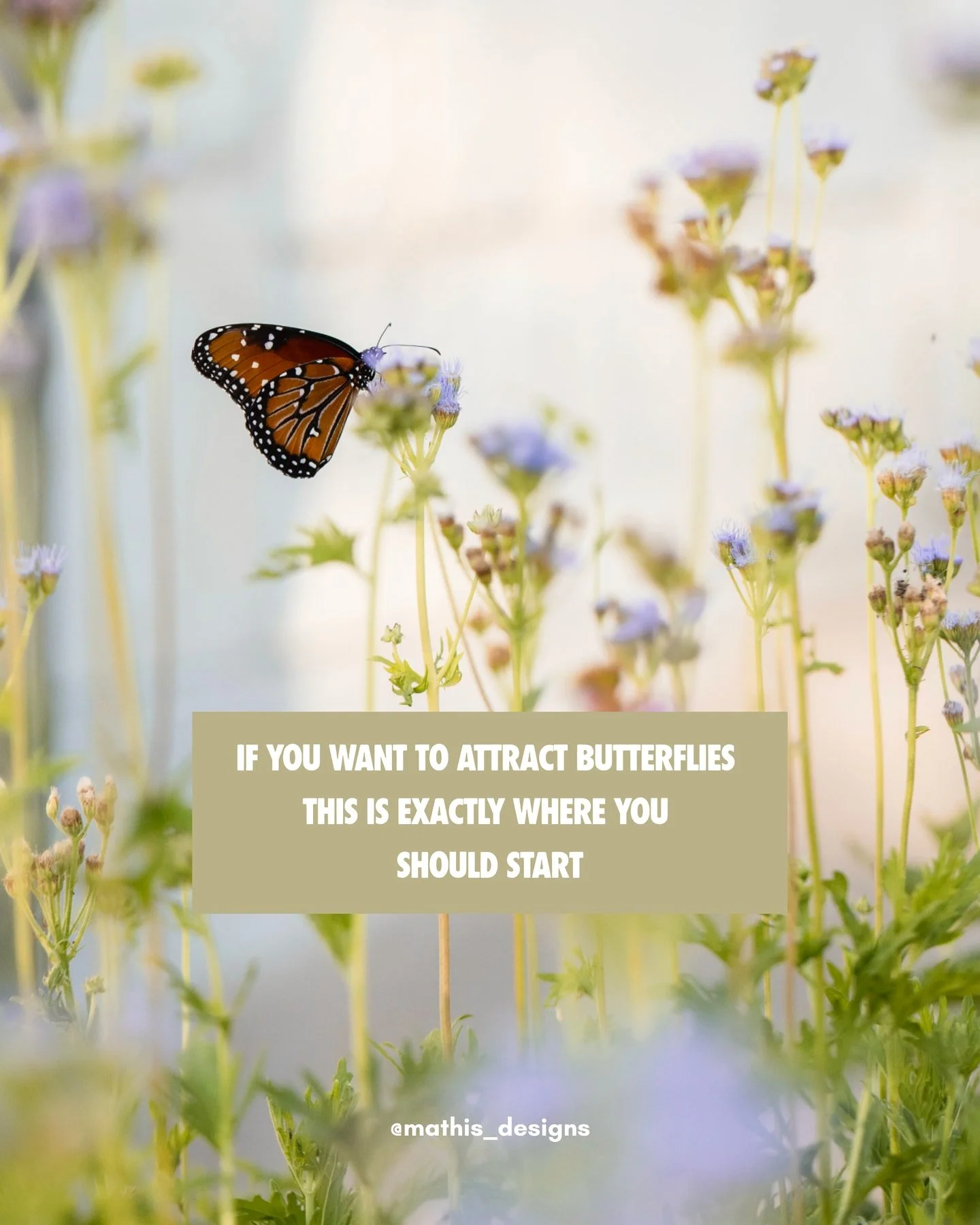 What&rsquo;s blooming in your yard when the butterflies arrive?

A thoughtful pollinator garden offers food across the seasons. Native salvias provide repeated blooms, Gregg&rsquo;s mistflower draws butterflies, and fall aster keeps flowers available