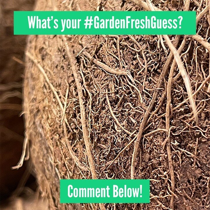Welcome to #GardenFreshGuess...the new weekly game where we post a pic of something fresh from our store and YOU guess what you think it is! 😃 Here's a hint: This fruit is used in a classic tropical drink..Comment with your answers below 👇