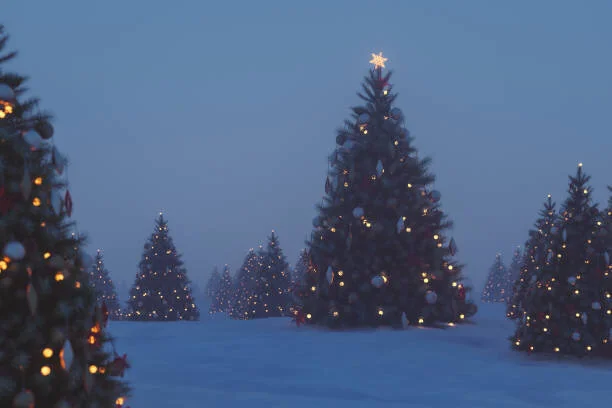 lit trees in field.jpeg